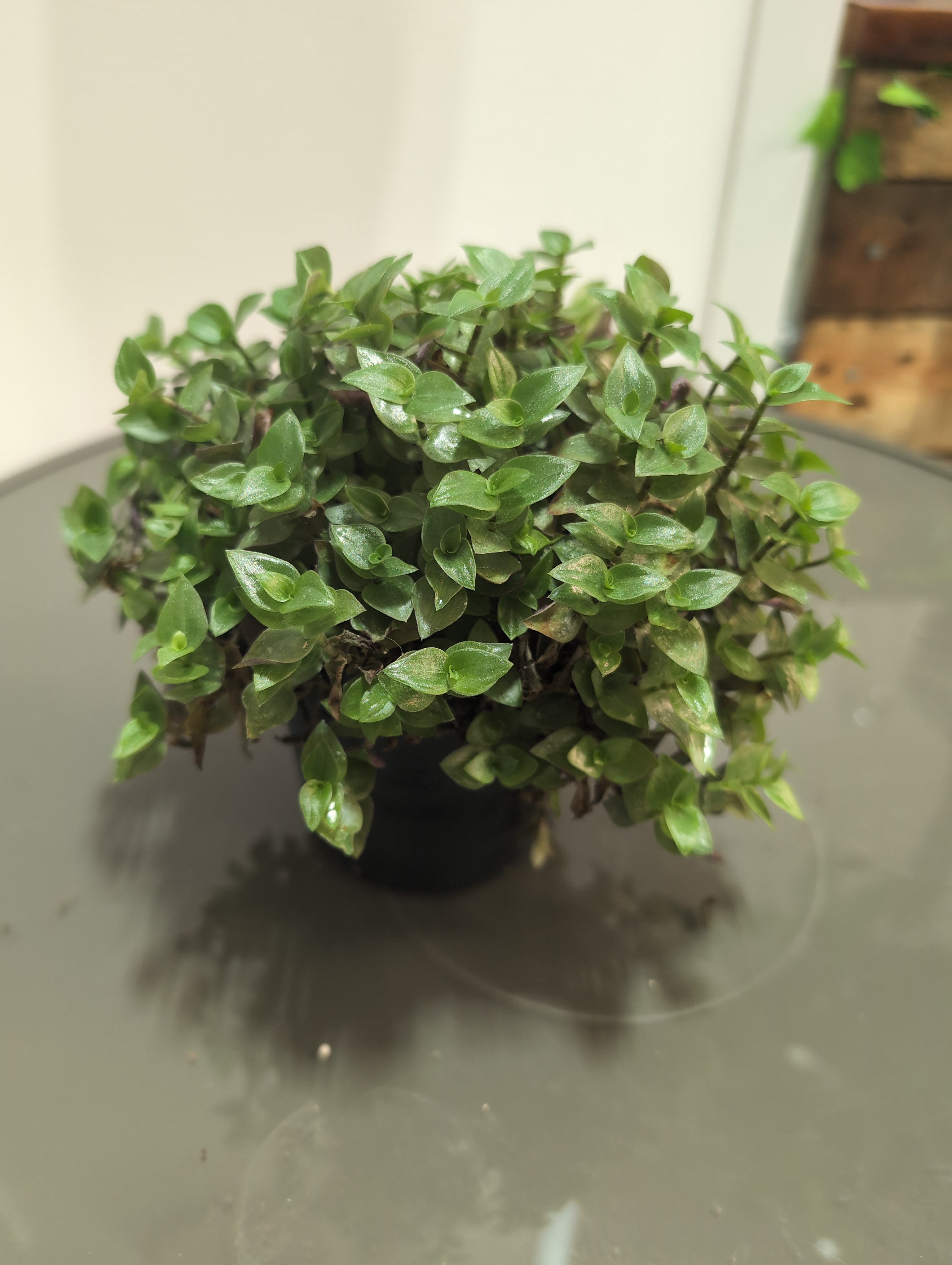 Callisia - 'Turtle'