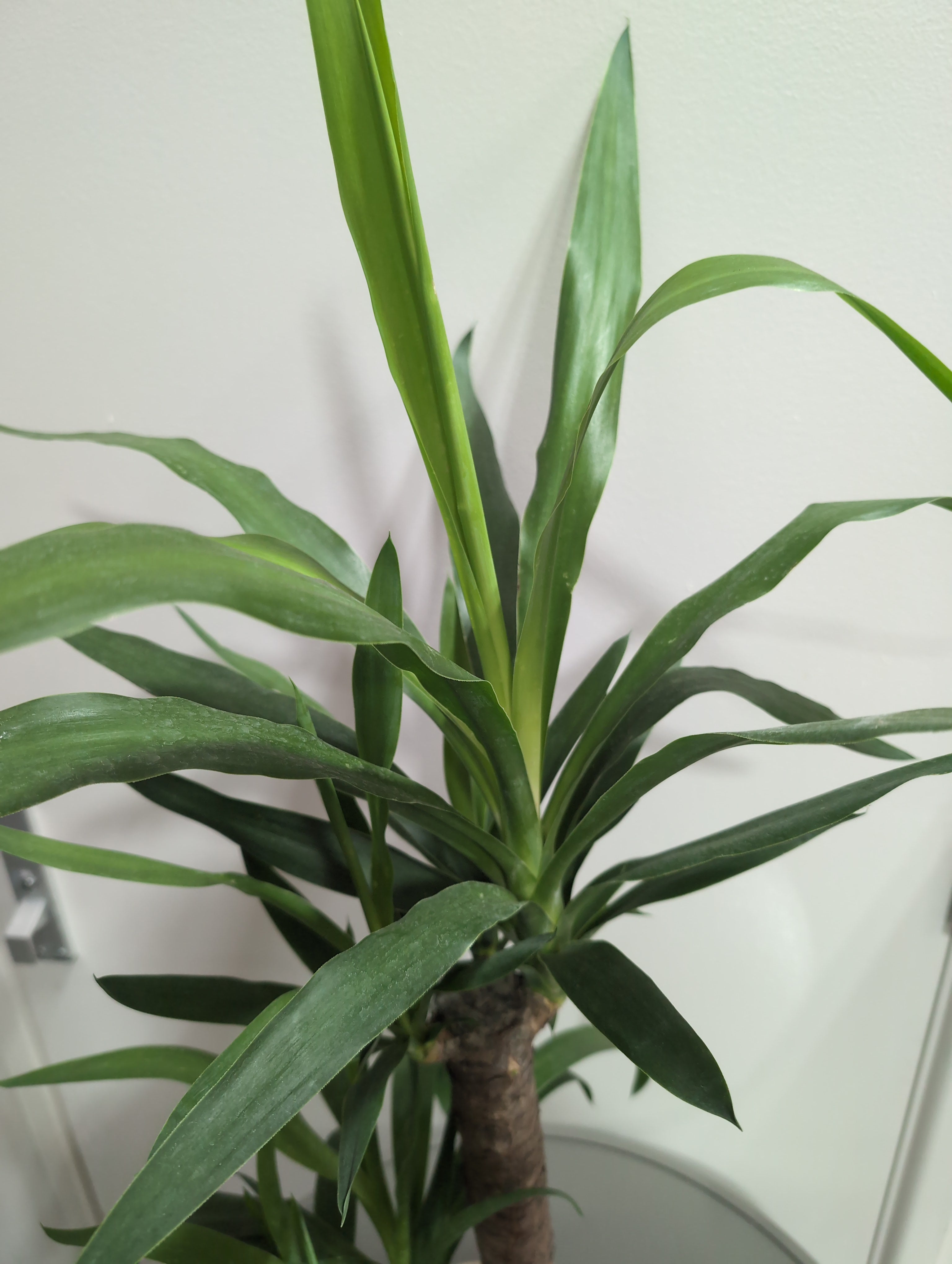 Yucca elephantipes | Yucca