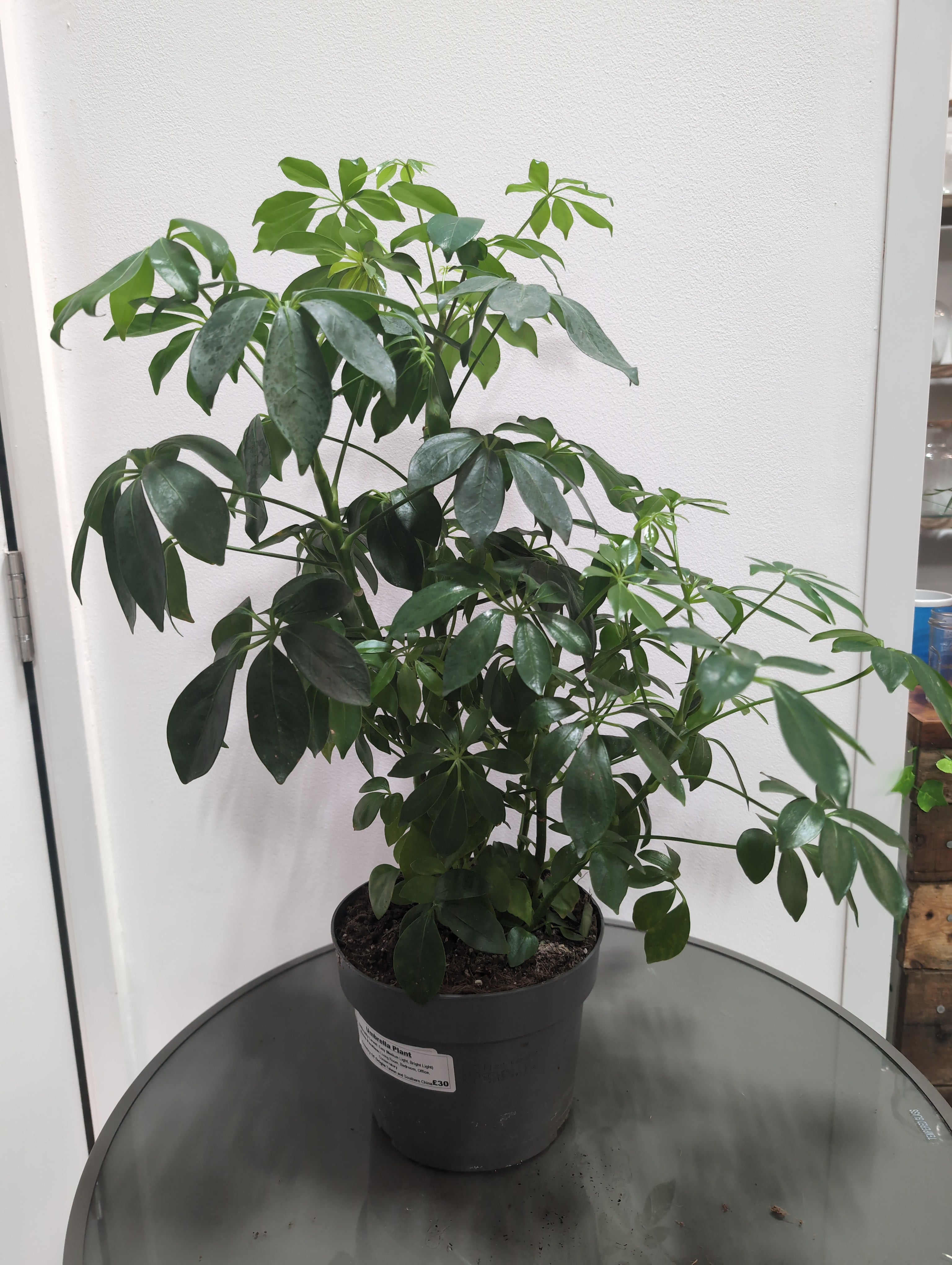 Schefflera arboricola - Umbrella Plant (19cm)