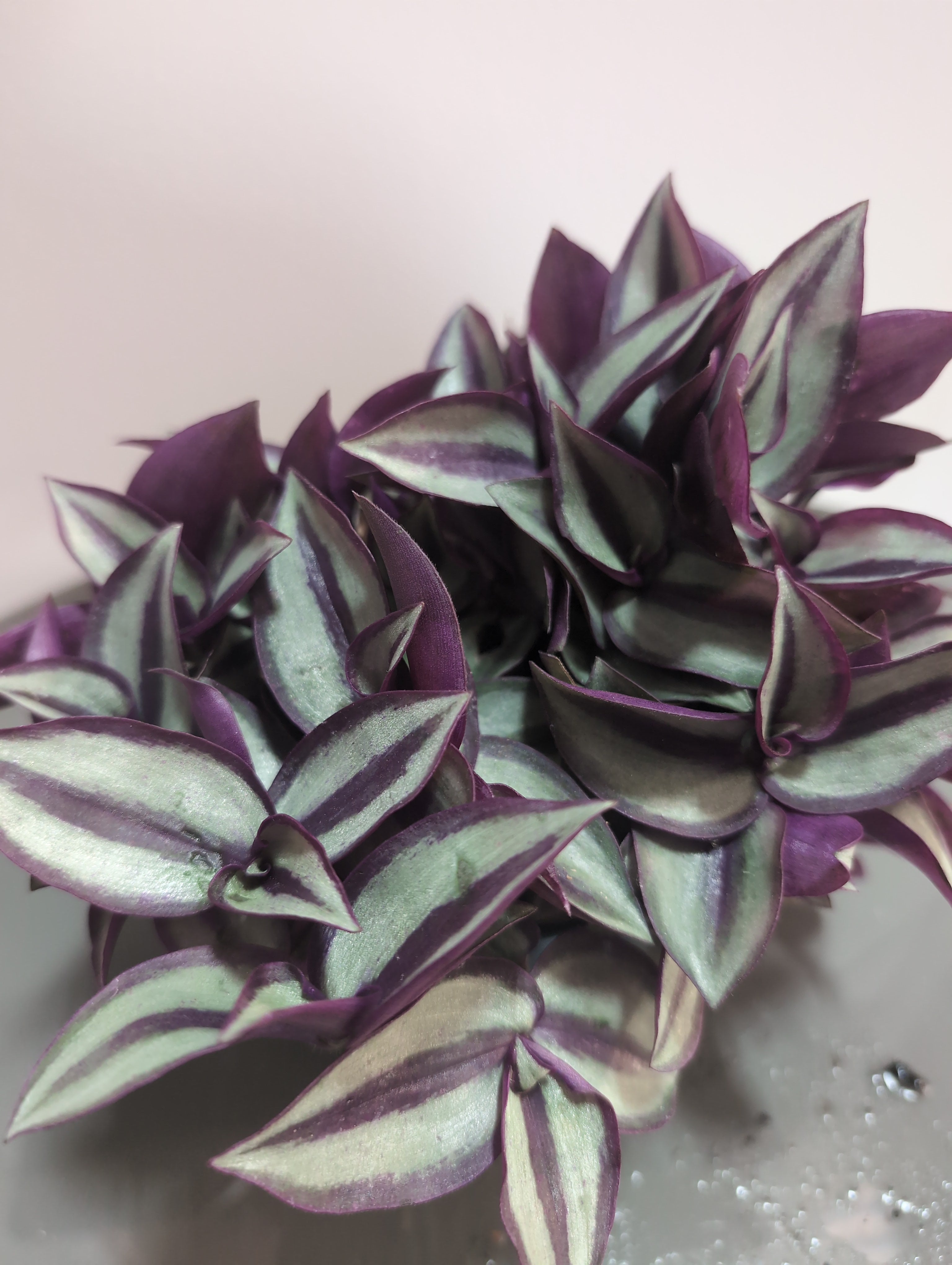 Tradescantia Zebrina | Tradescantia Compacta