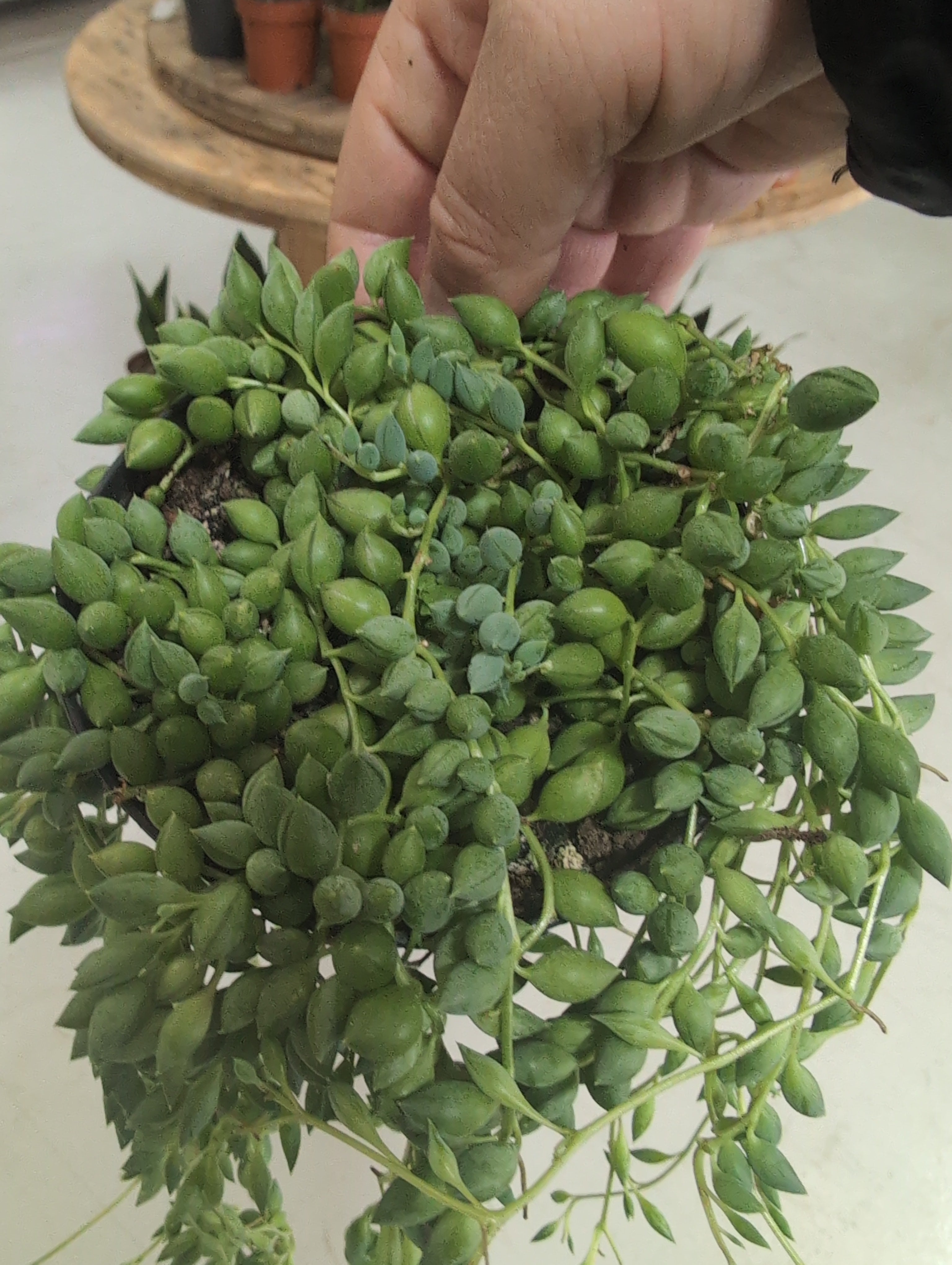 String of Pearls | Senecio Rowleyanus