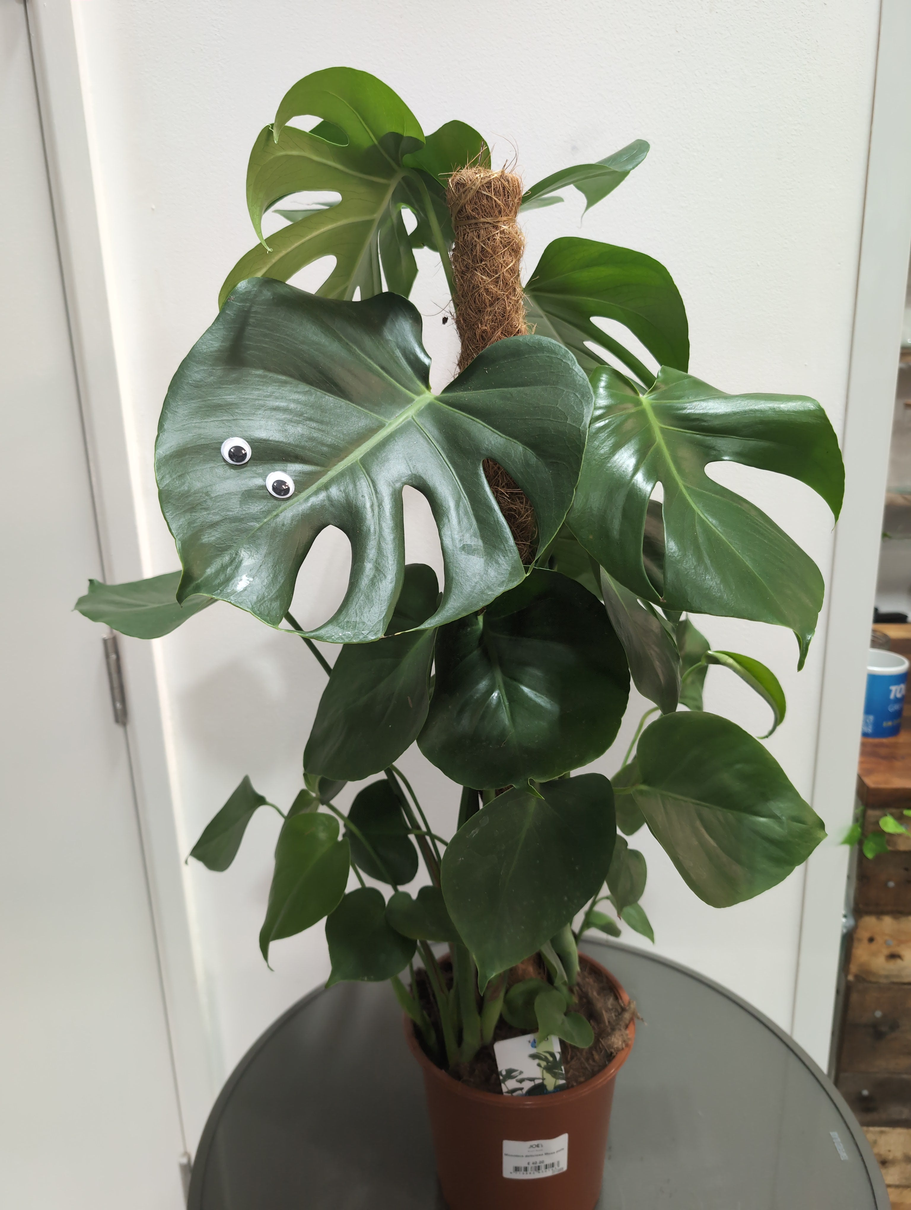 Monstera Deliciosa on a Moss Pole