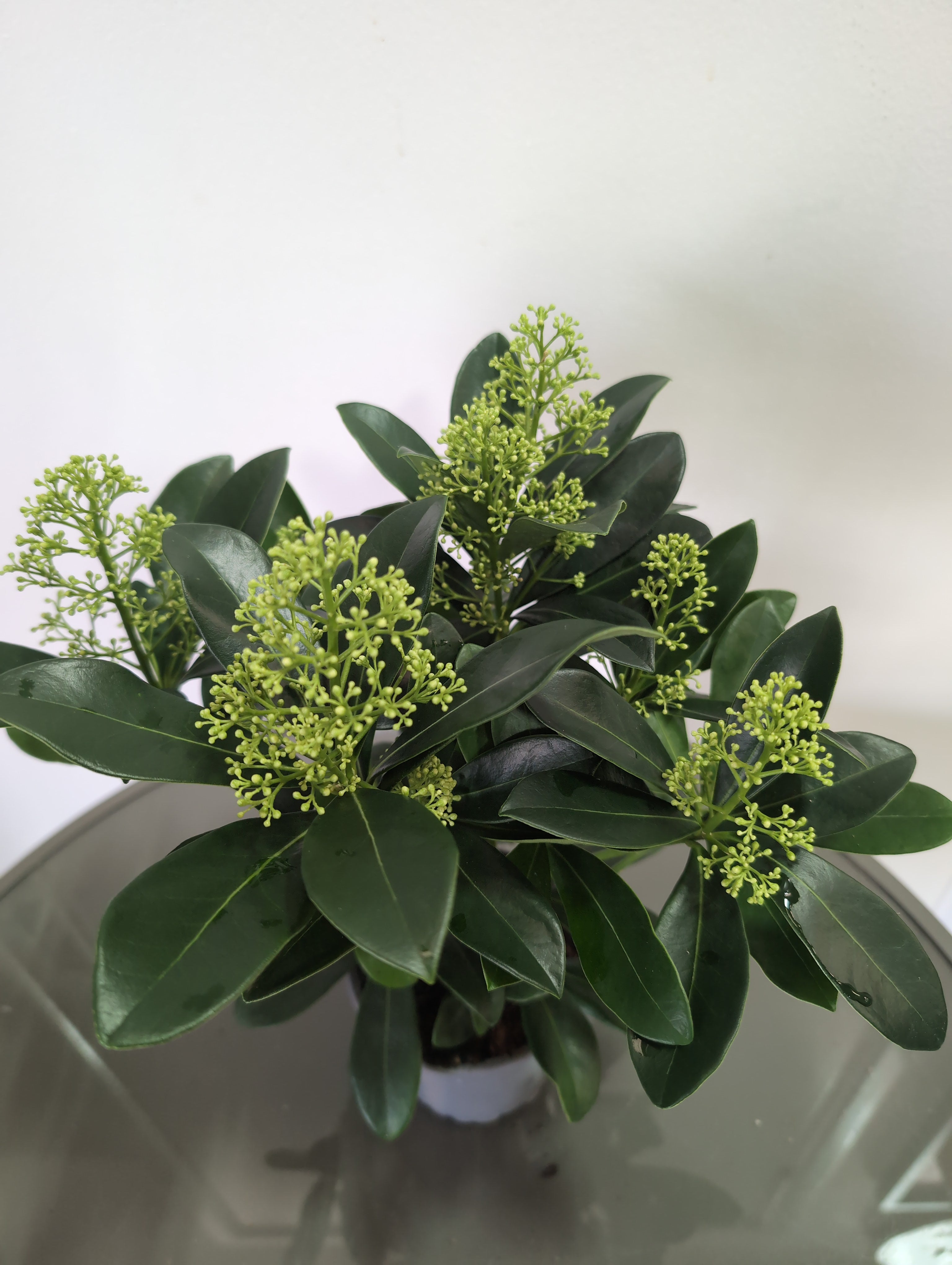 Skimmia Japonica | Finchy