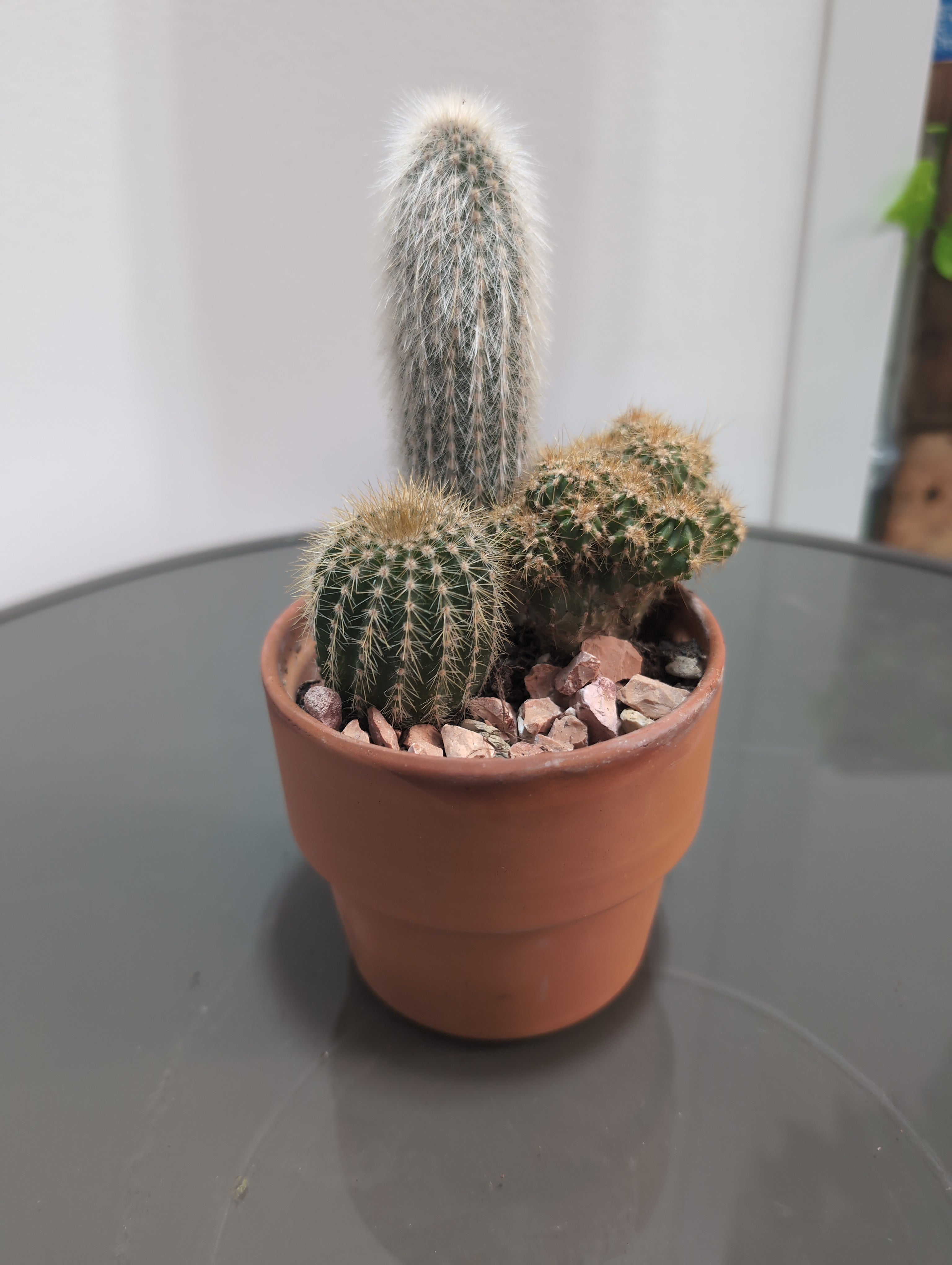 Cacti  - Trio Planter in Terracotta