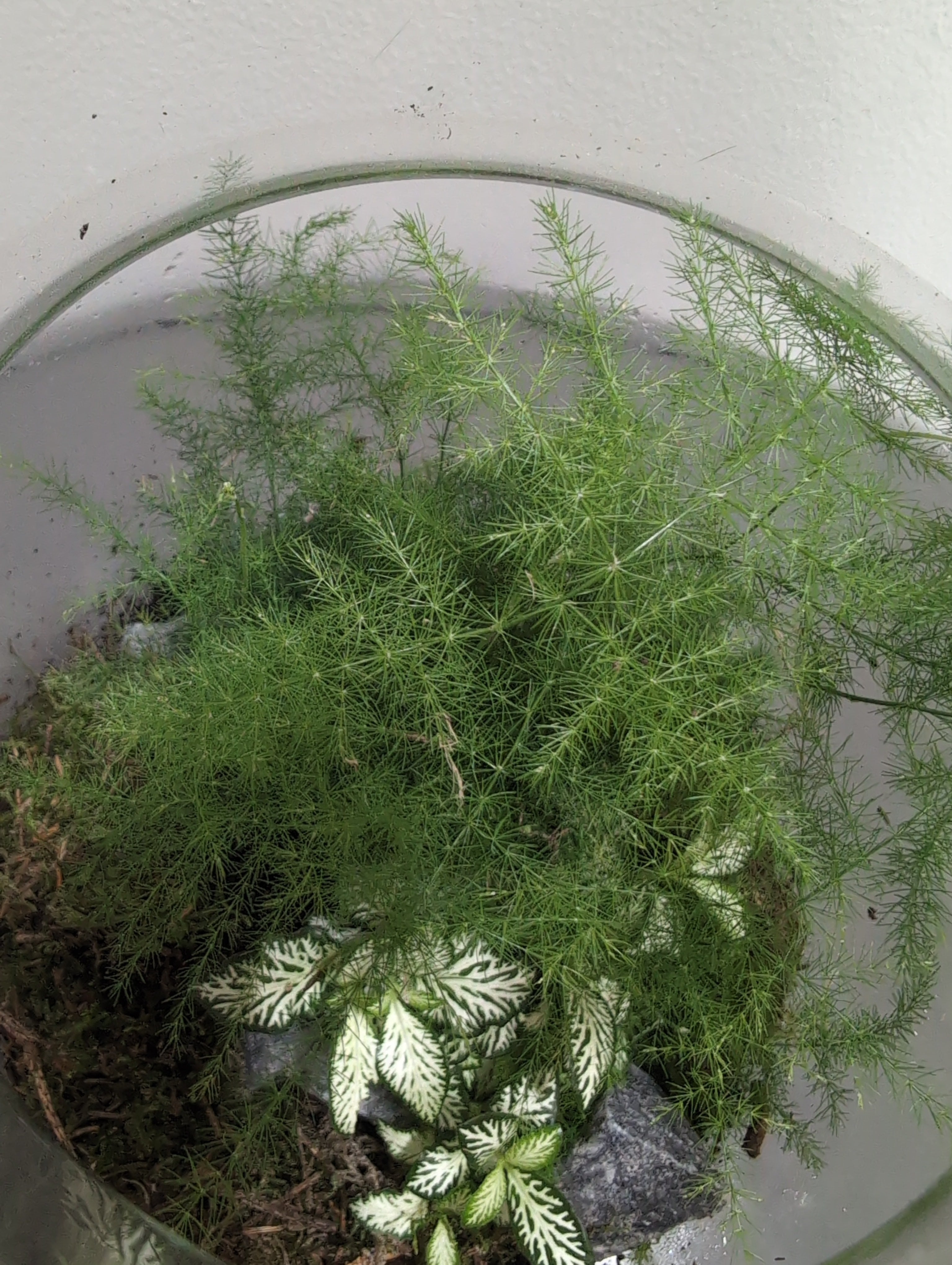 Terrarium - Glass Ecosystem