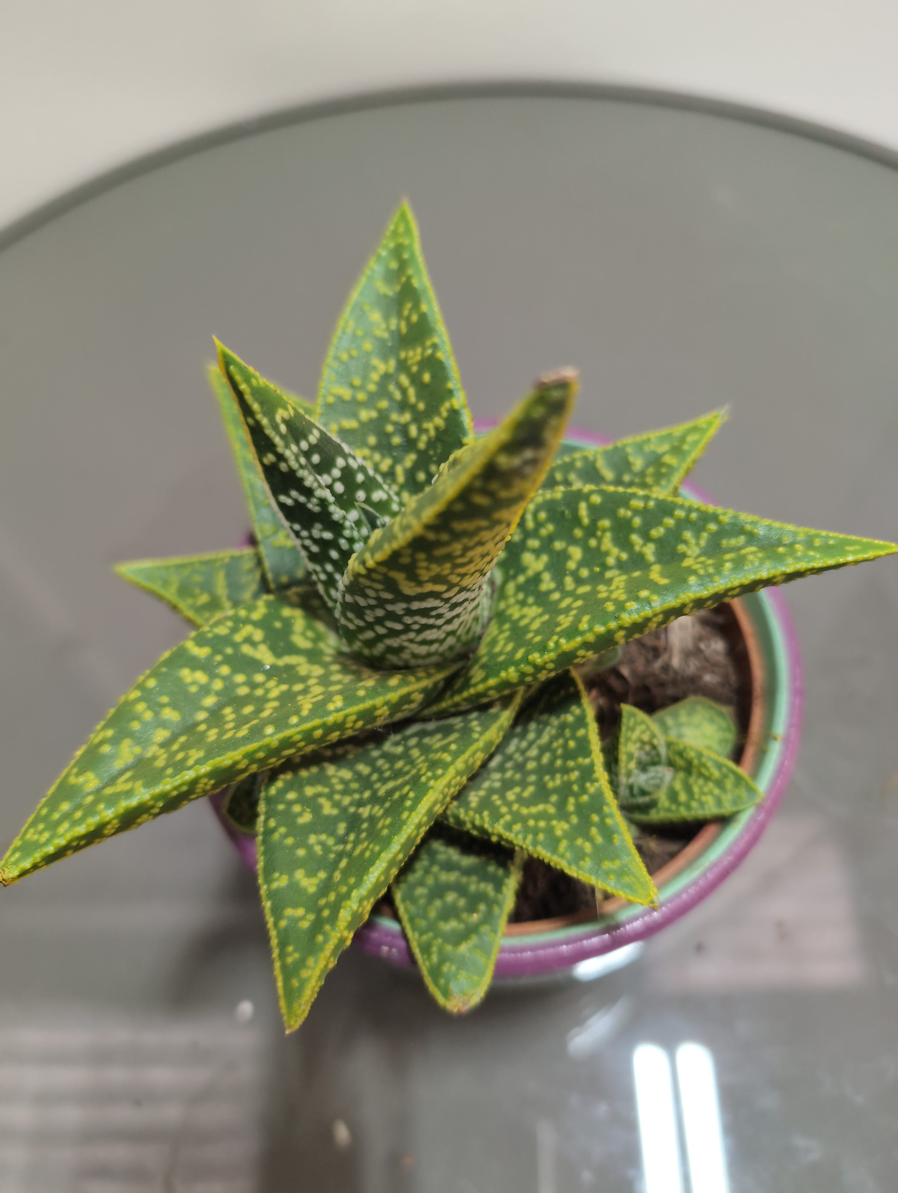 Hawthorthia "zebrina" -  *Artificial Colour* In ceramic