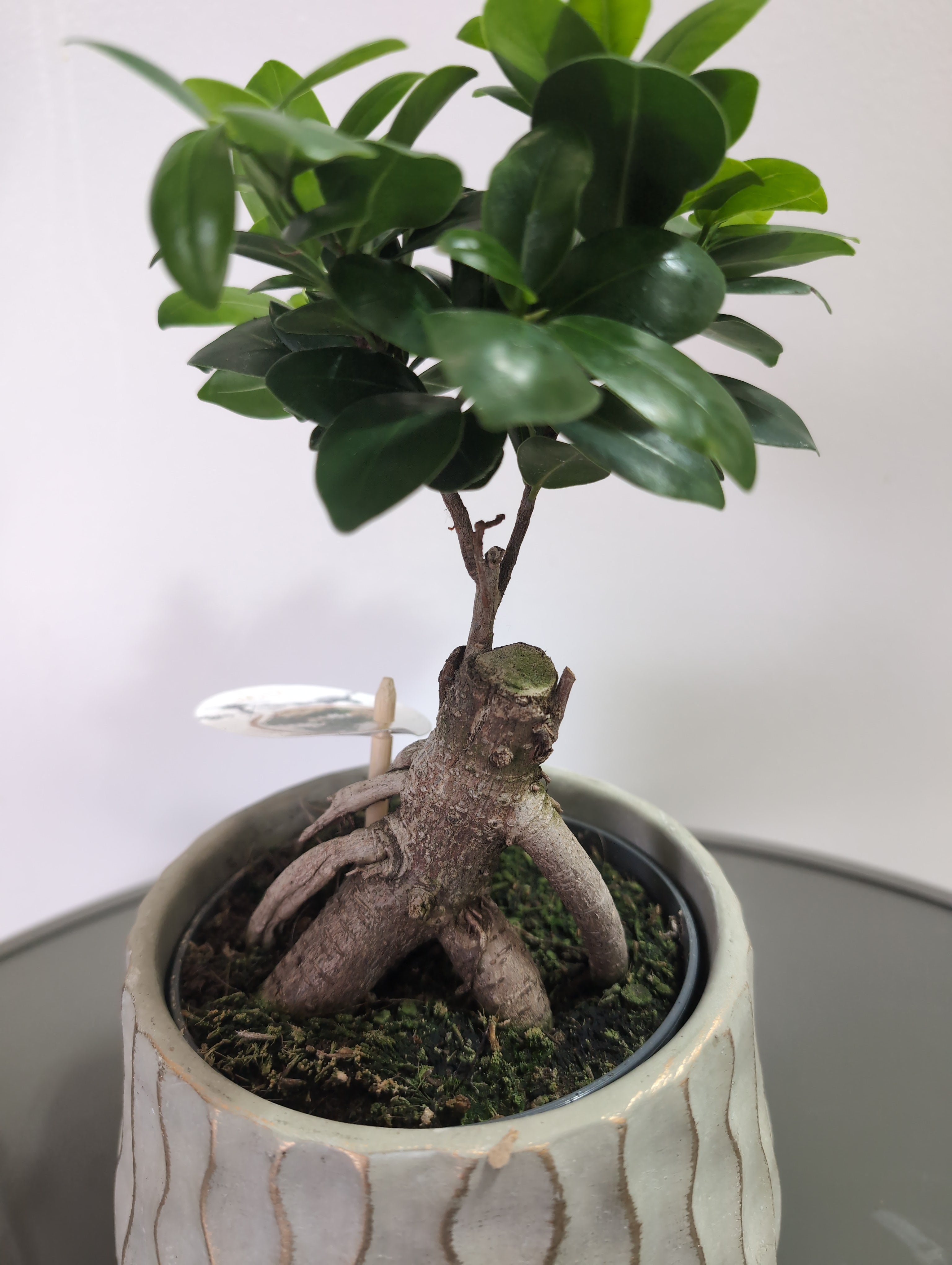 Ginseng Ficus | Ficus microcarpa | ceramic Pot
