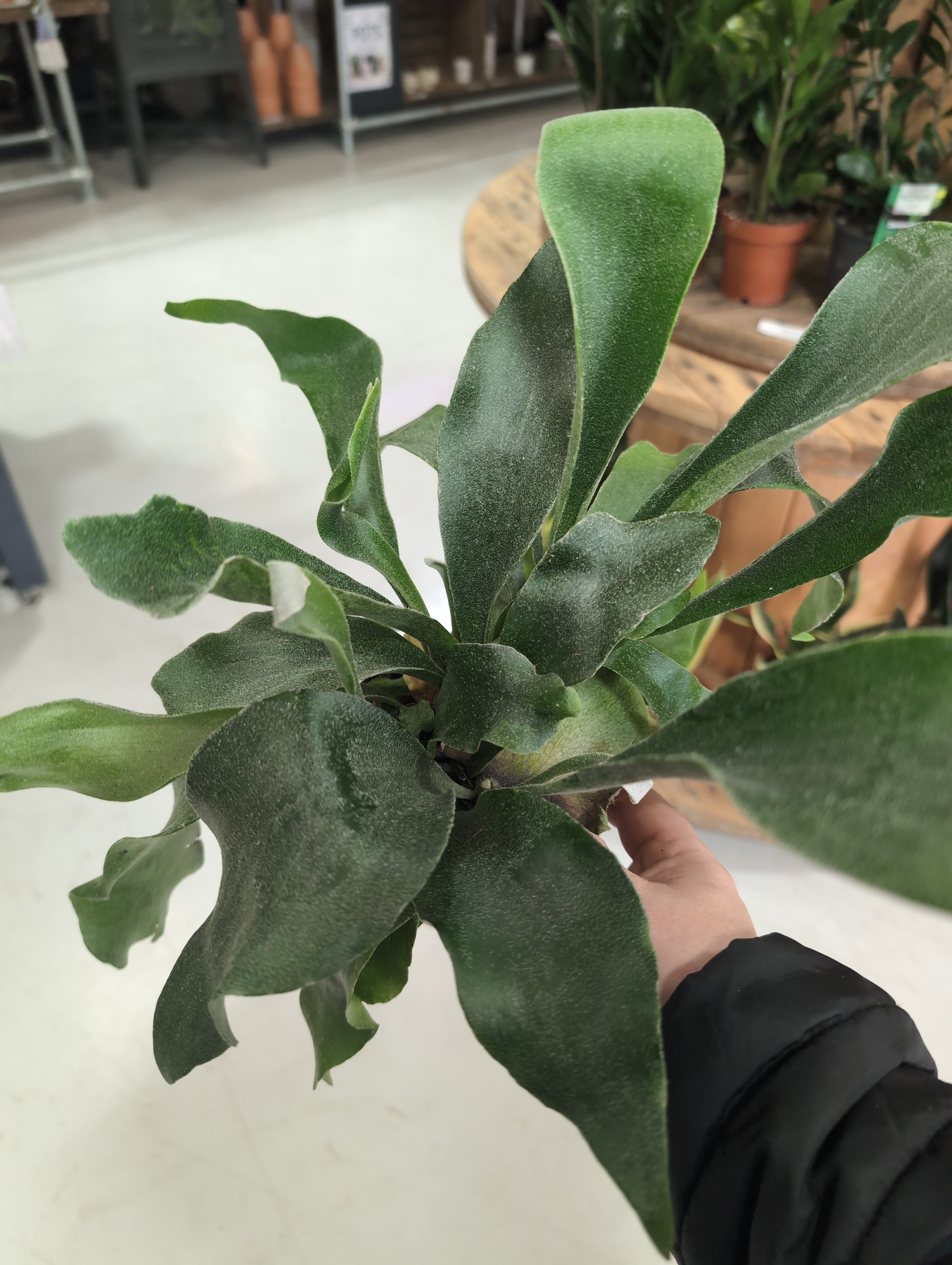 Staghorn Fern | Platycerium bifurcatum