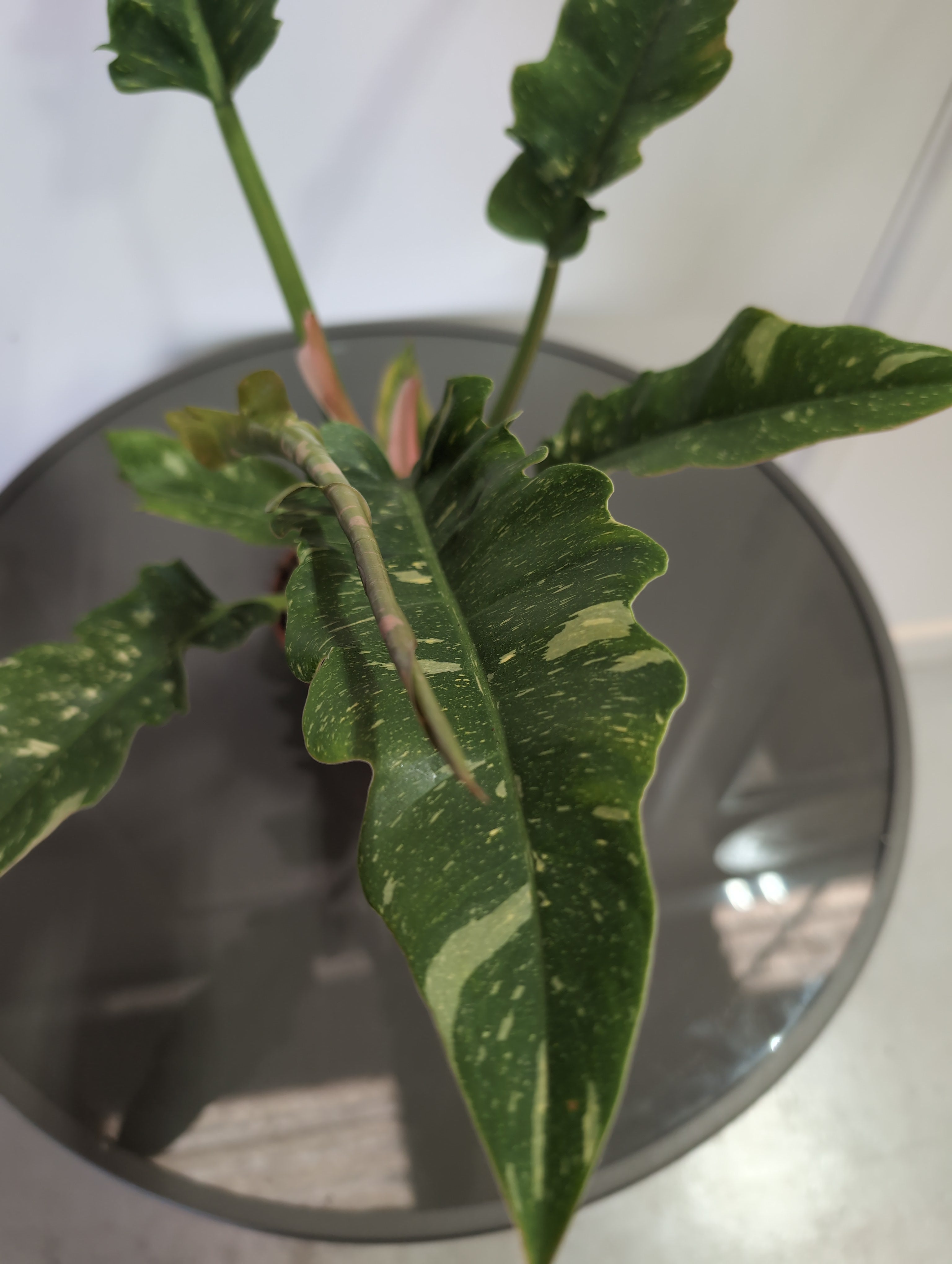 Philodendron | Ring of Fire
