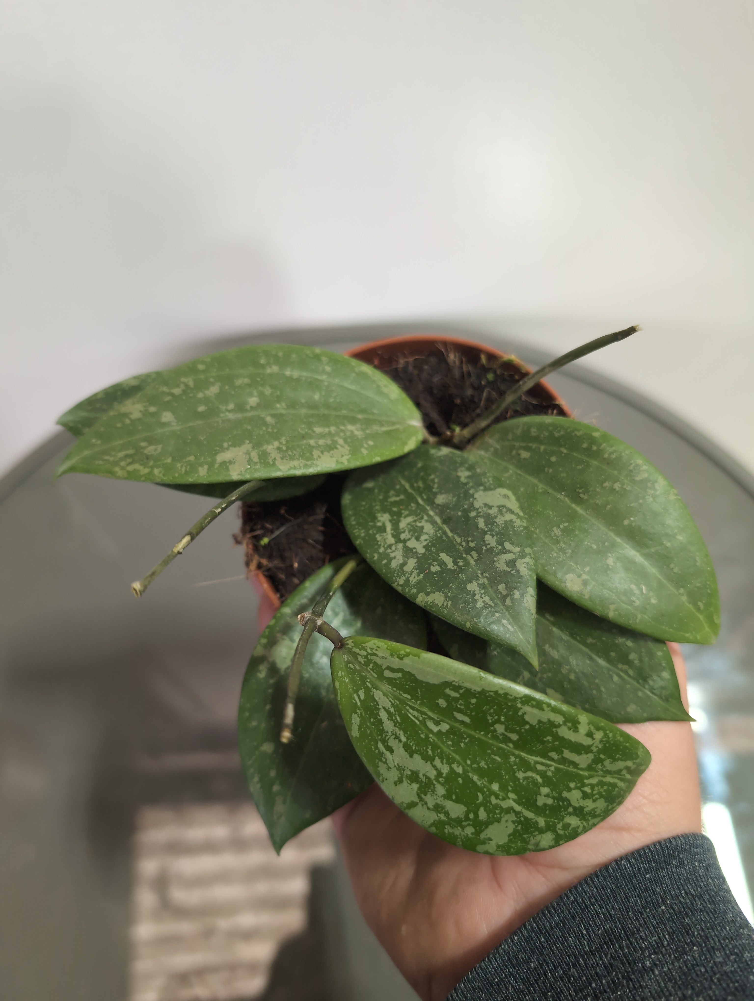 Hoya | Silver Spot | Silver Spot Wax Plant | 8cm