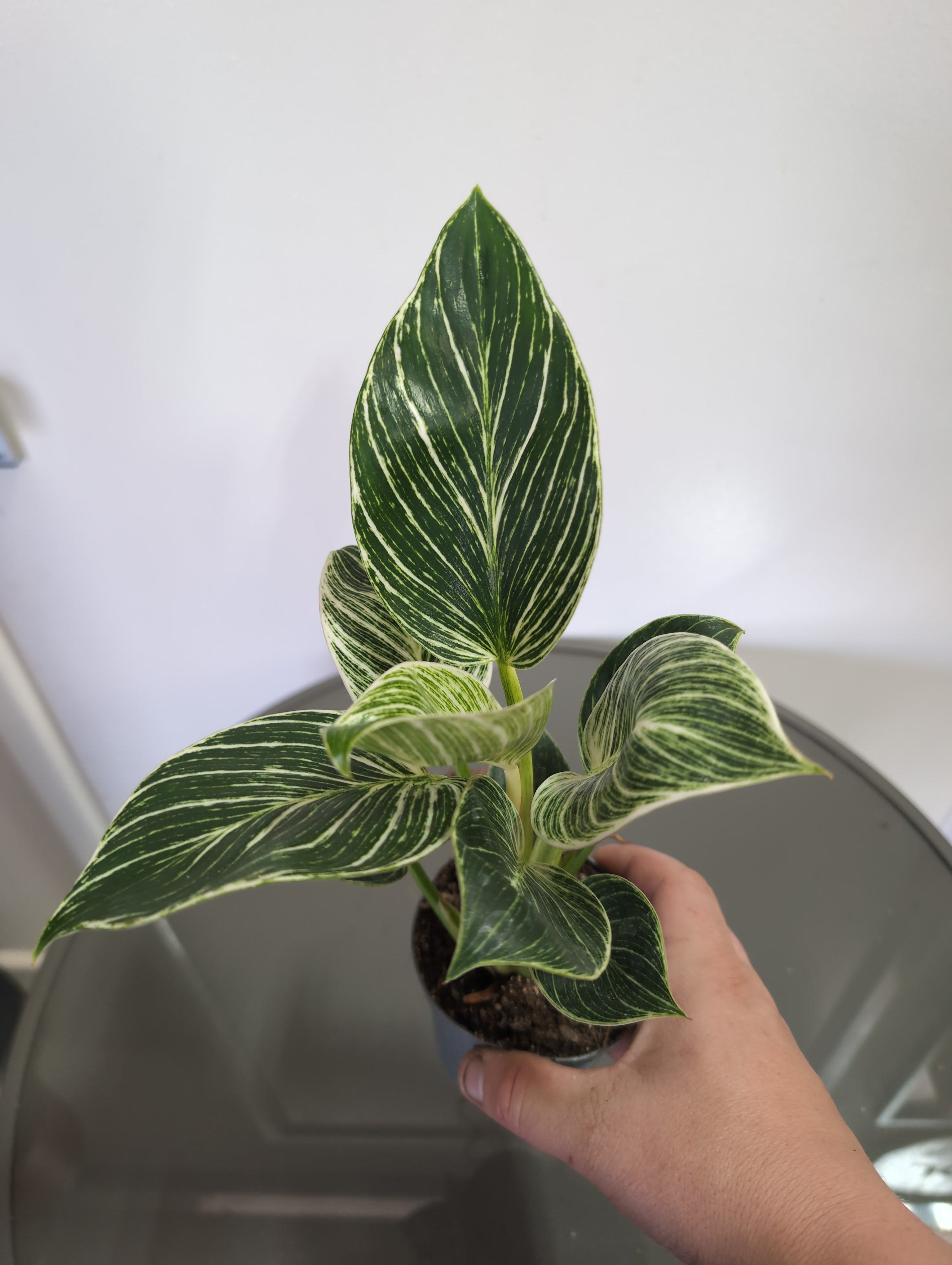 Philodendron | Birkin