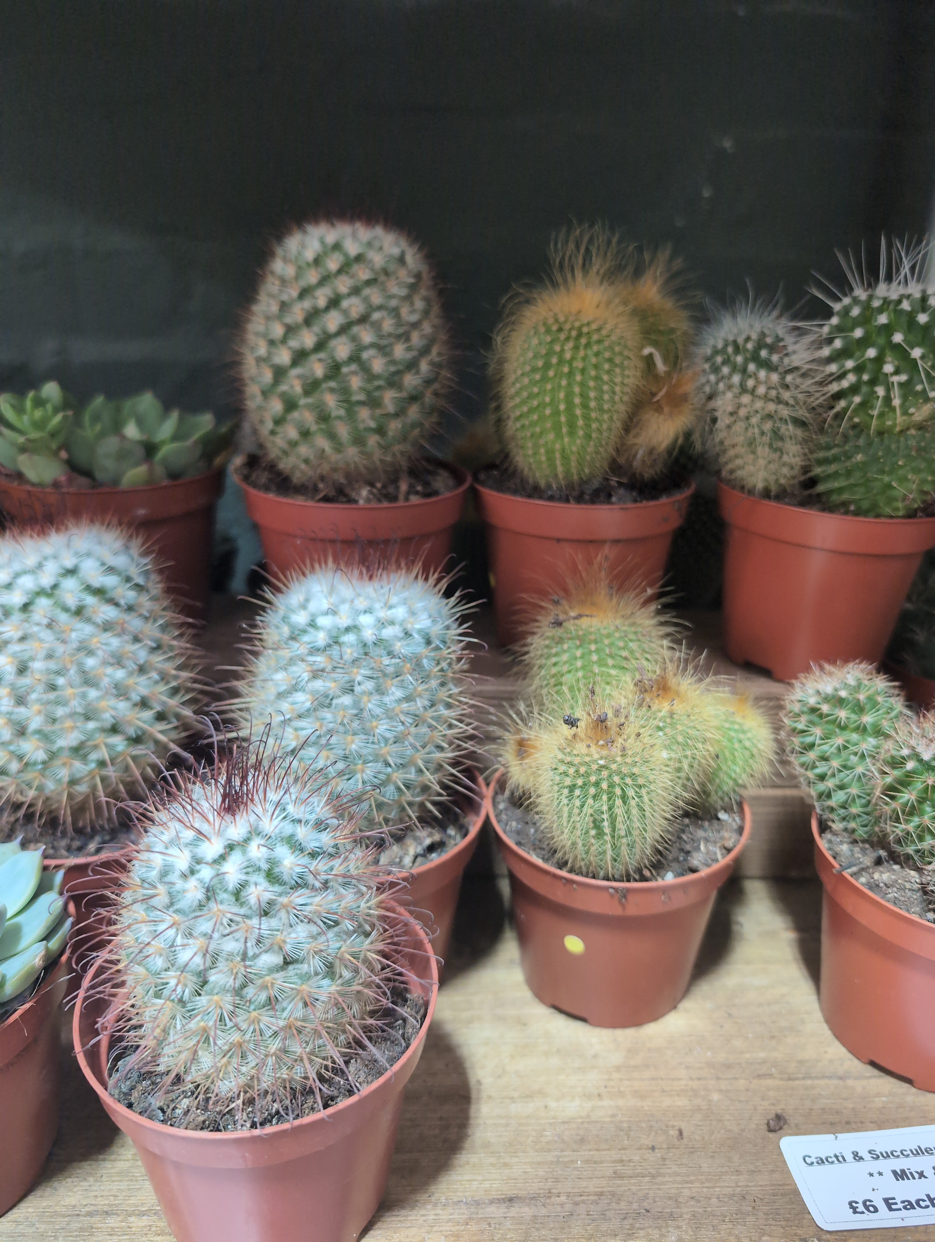 Cacti Bolcactus Mix