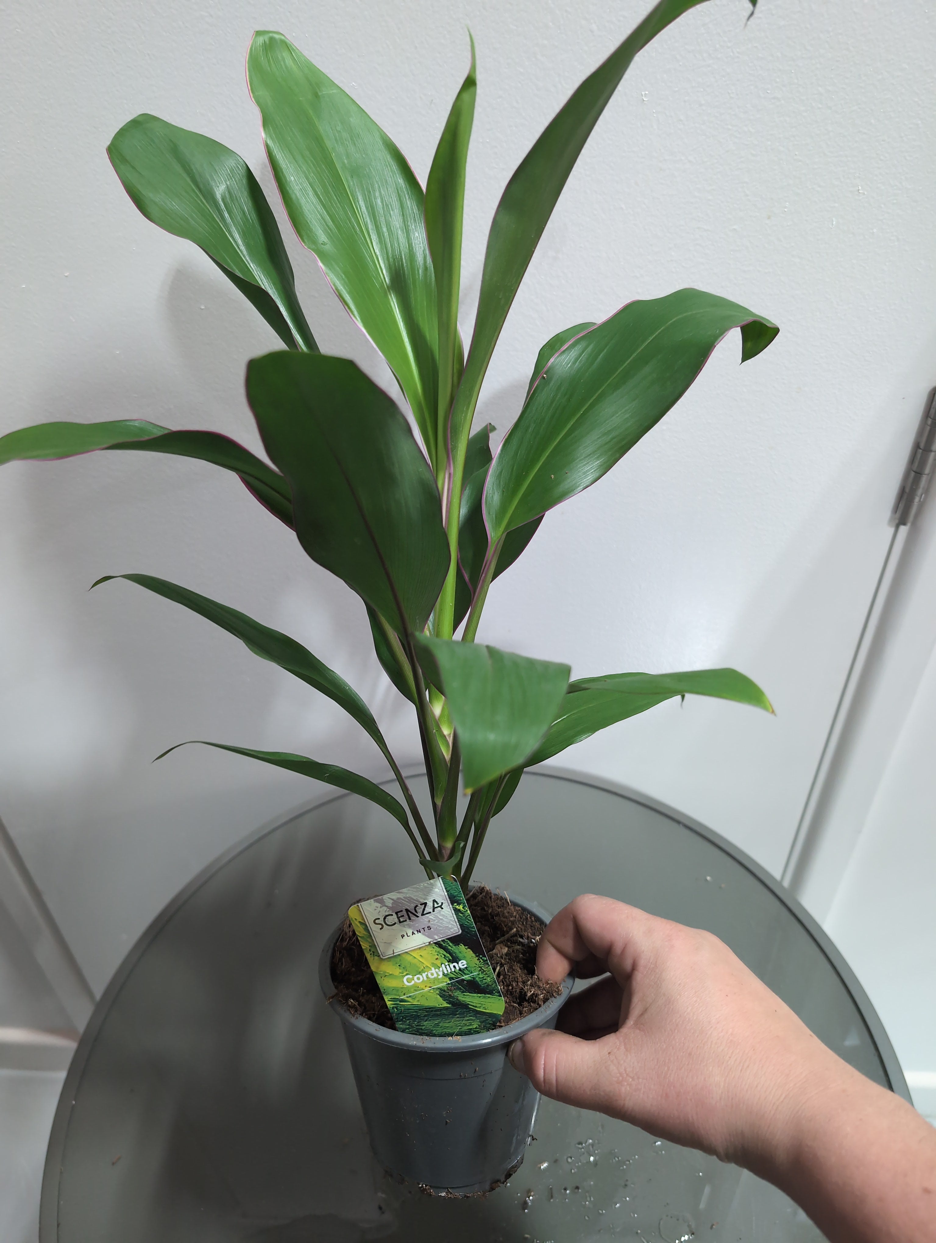 Cordyline Fruticosa | Geraldo