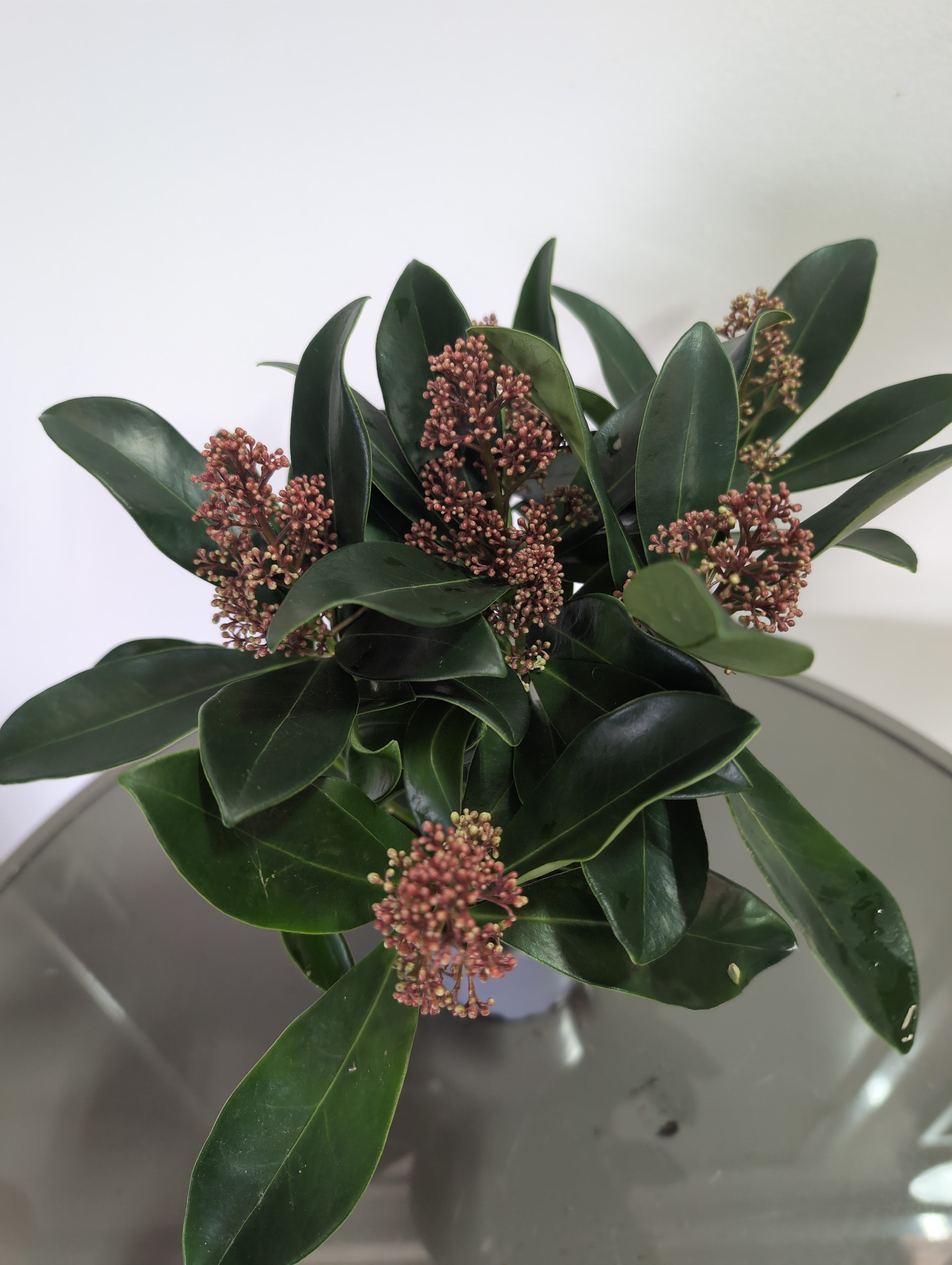 Skimmia Japonica | Rubella