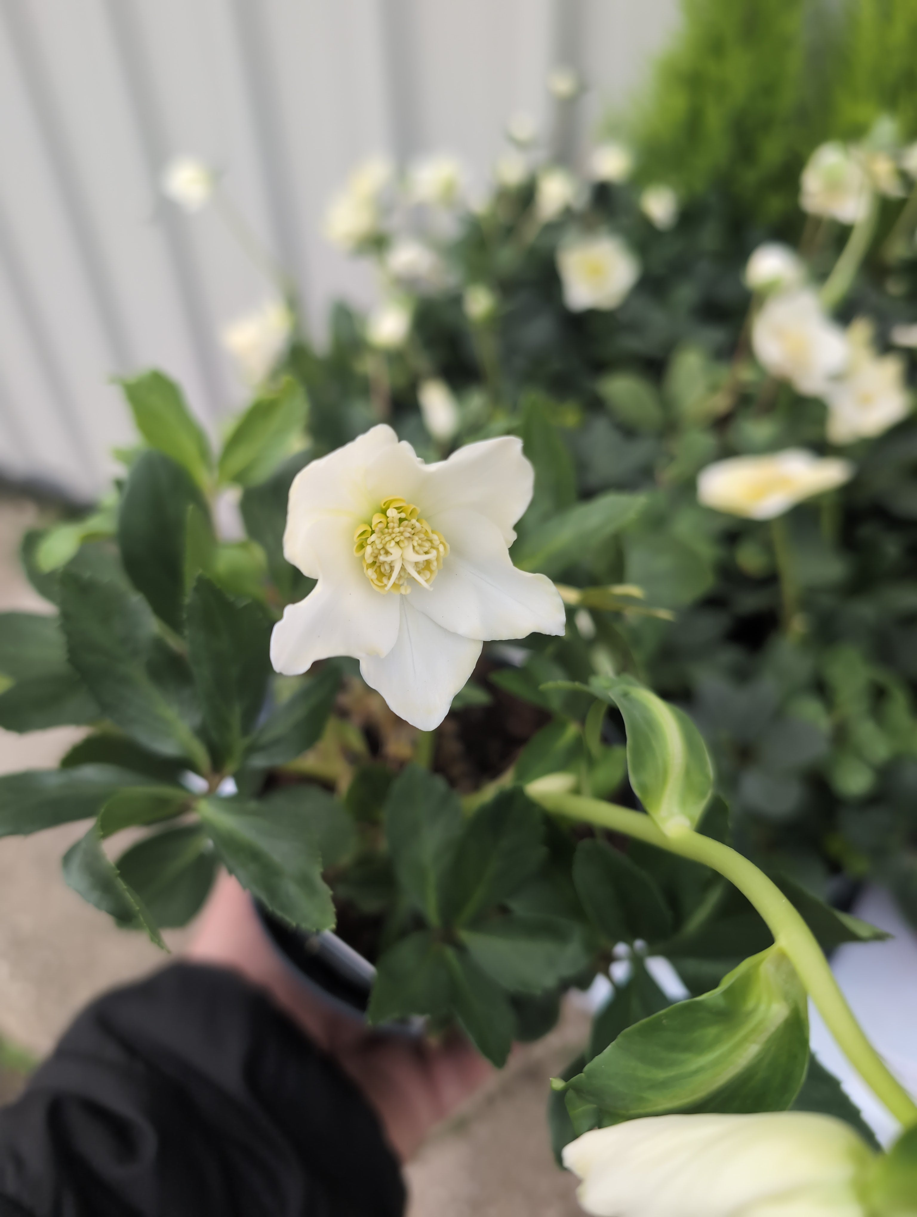 Hellebore | Christmas Carol