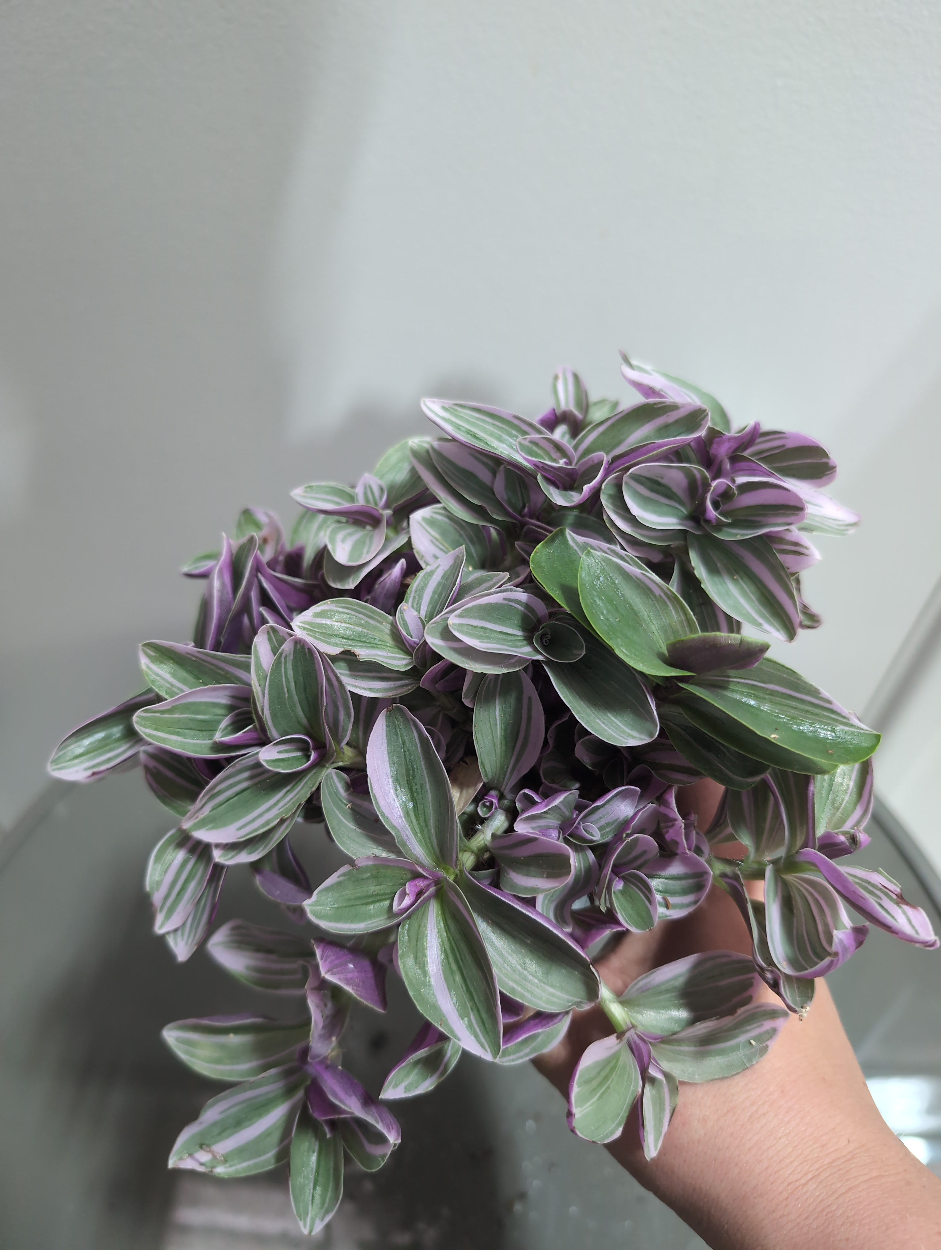 Tradescantia | Sweetness