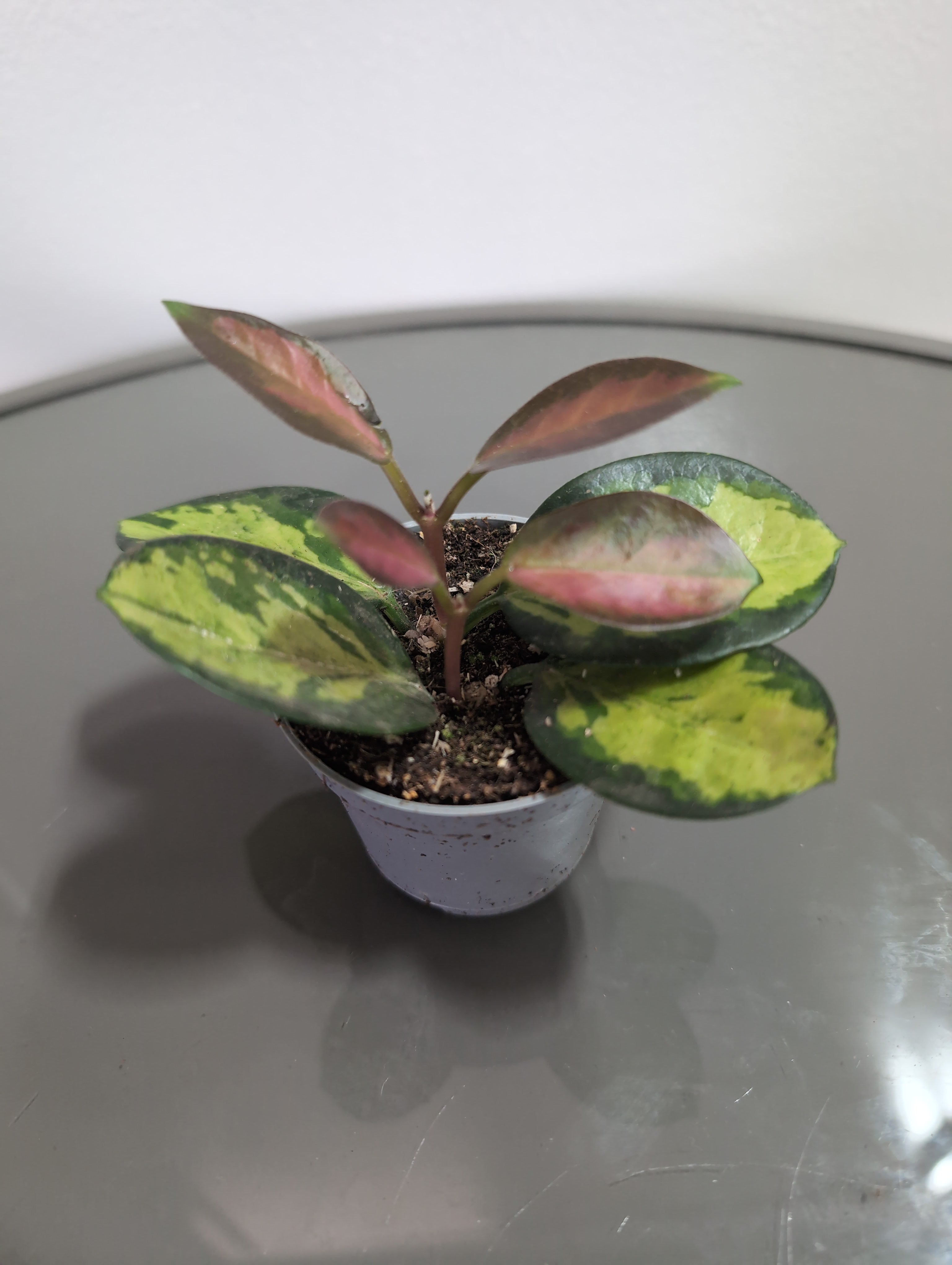 Hoya | Variegated Wax Plant | Hoya Australis | Lisa