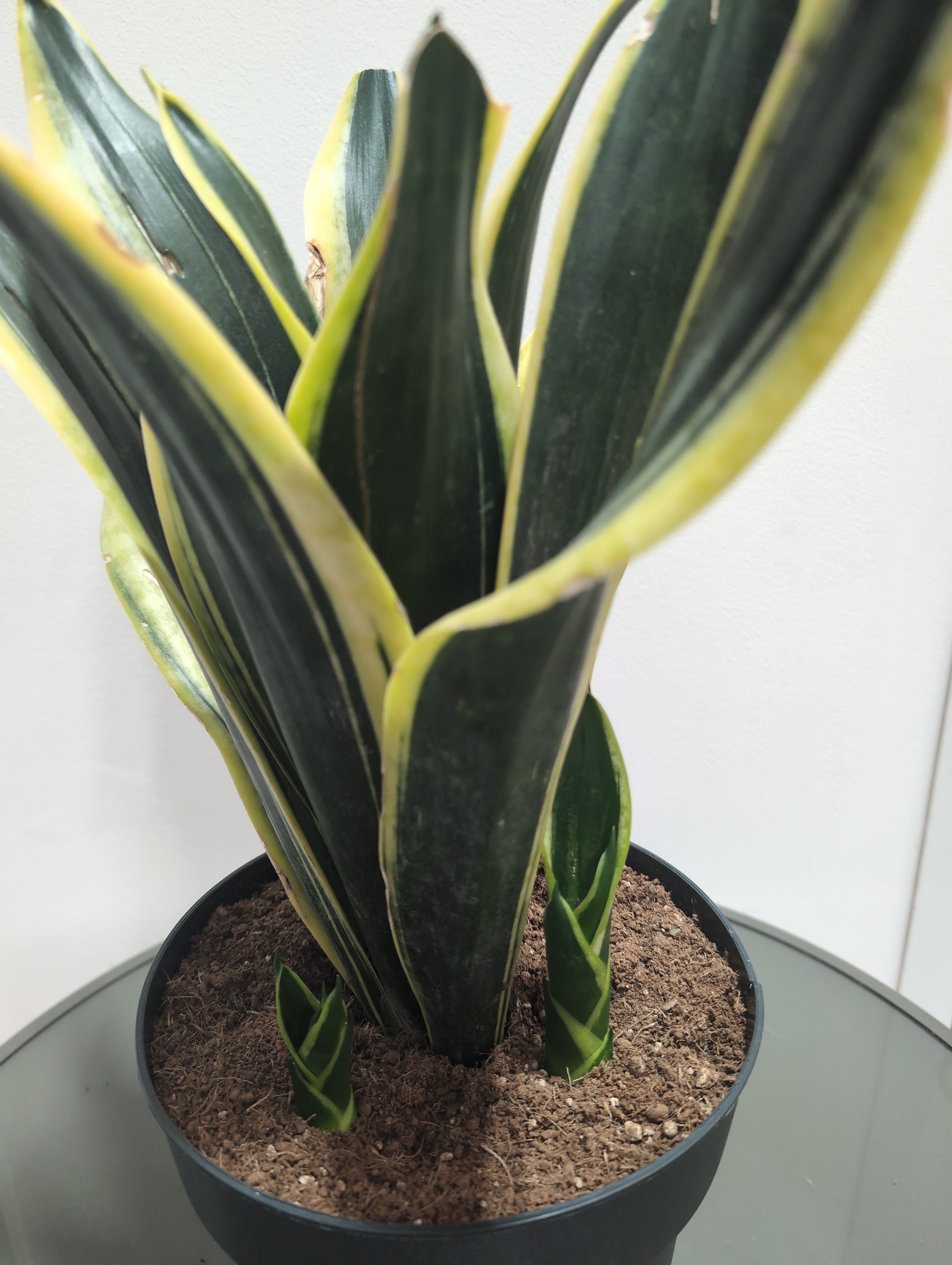 Sansevieria -  "Snake Plant or Mother-in-Law’s Tongue" (21cm)
