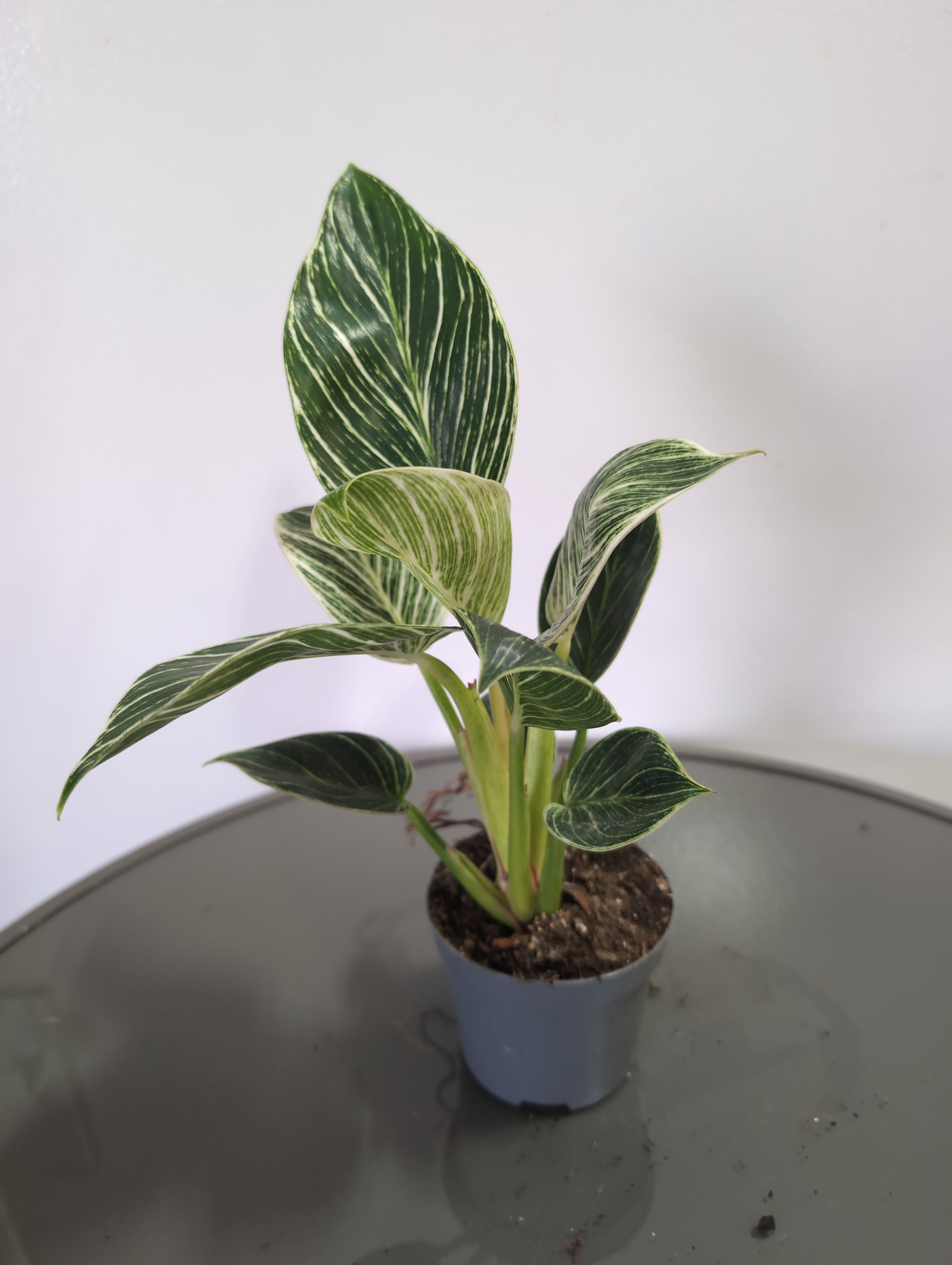 Philodendron | Birkin