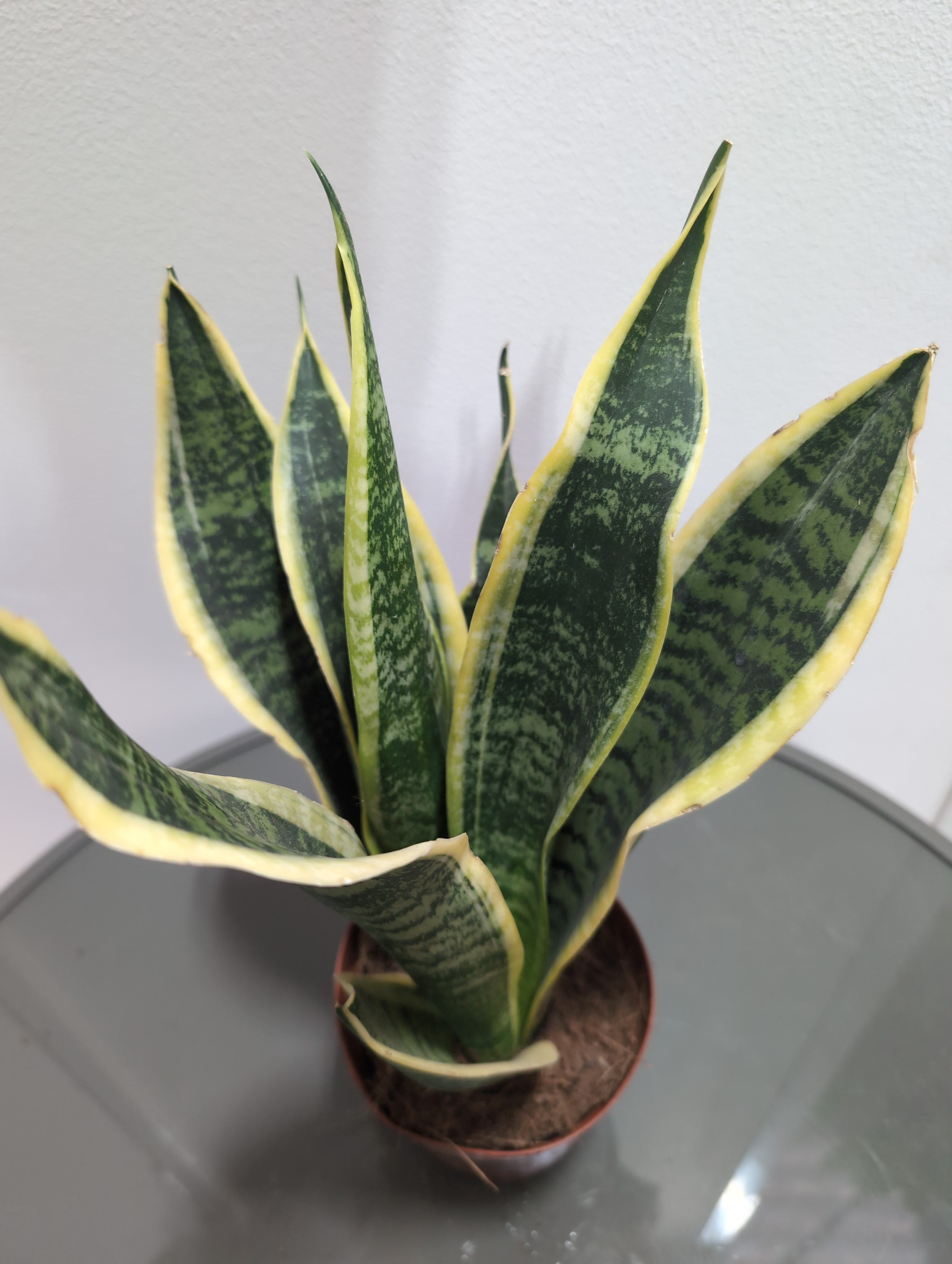 Snake Plant - Sansevieria ‘Futura’