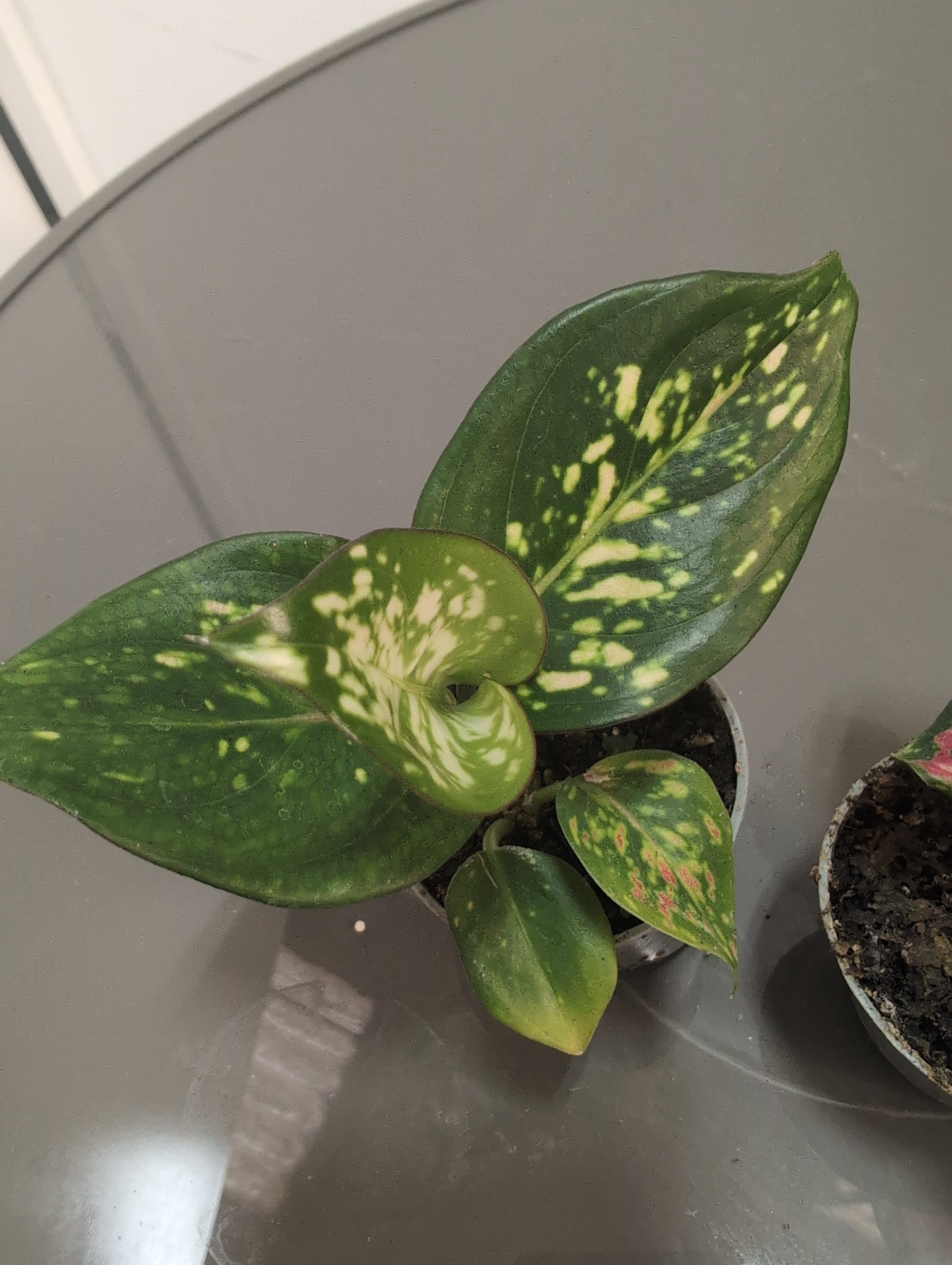 Aglaonema (Mixed)