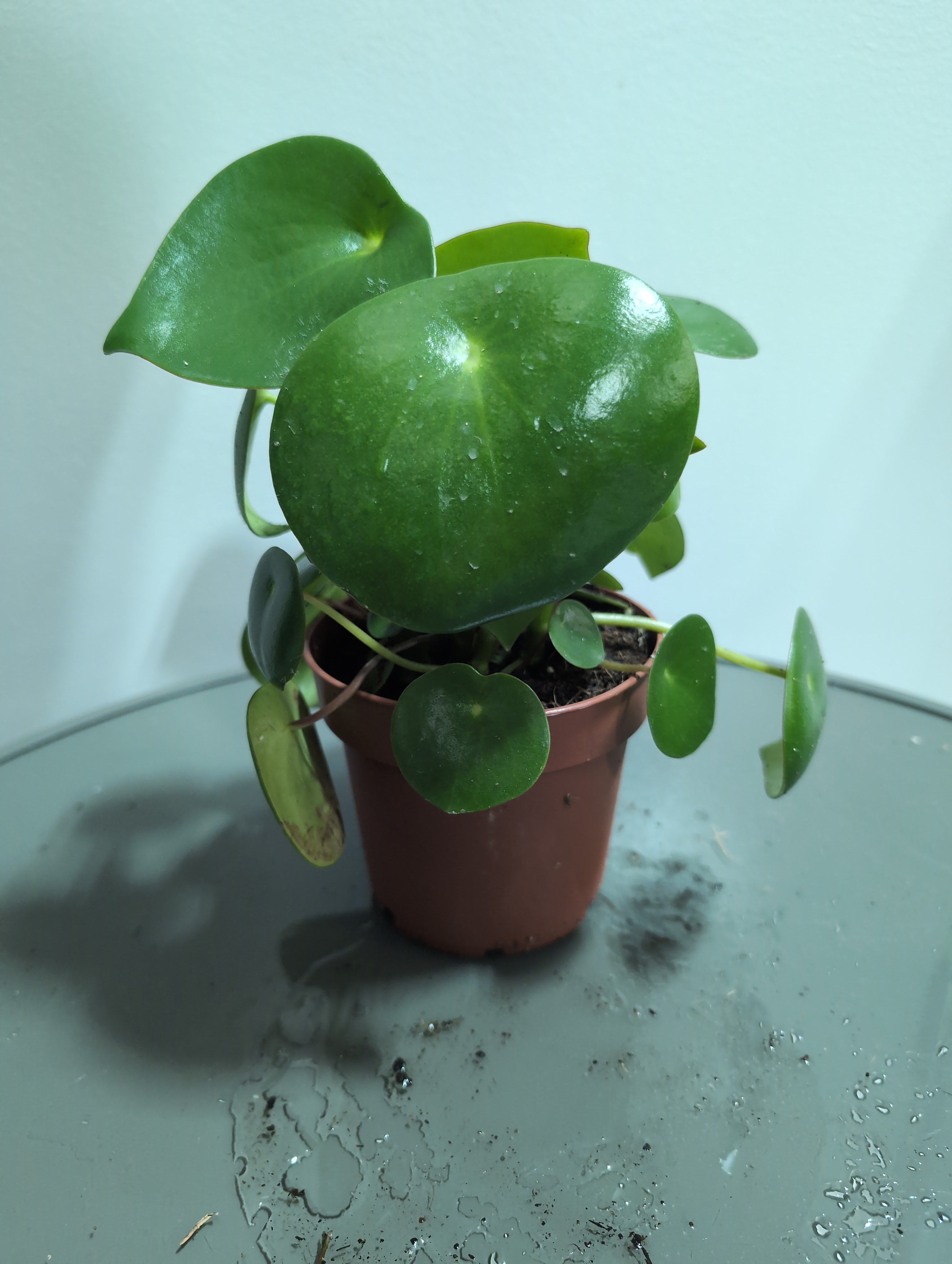 Raindrop Peperomia | Peperomia Polybotrya