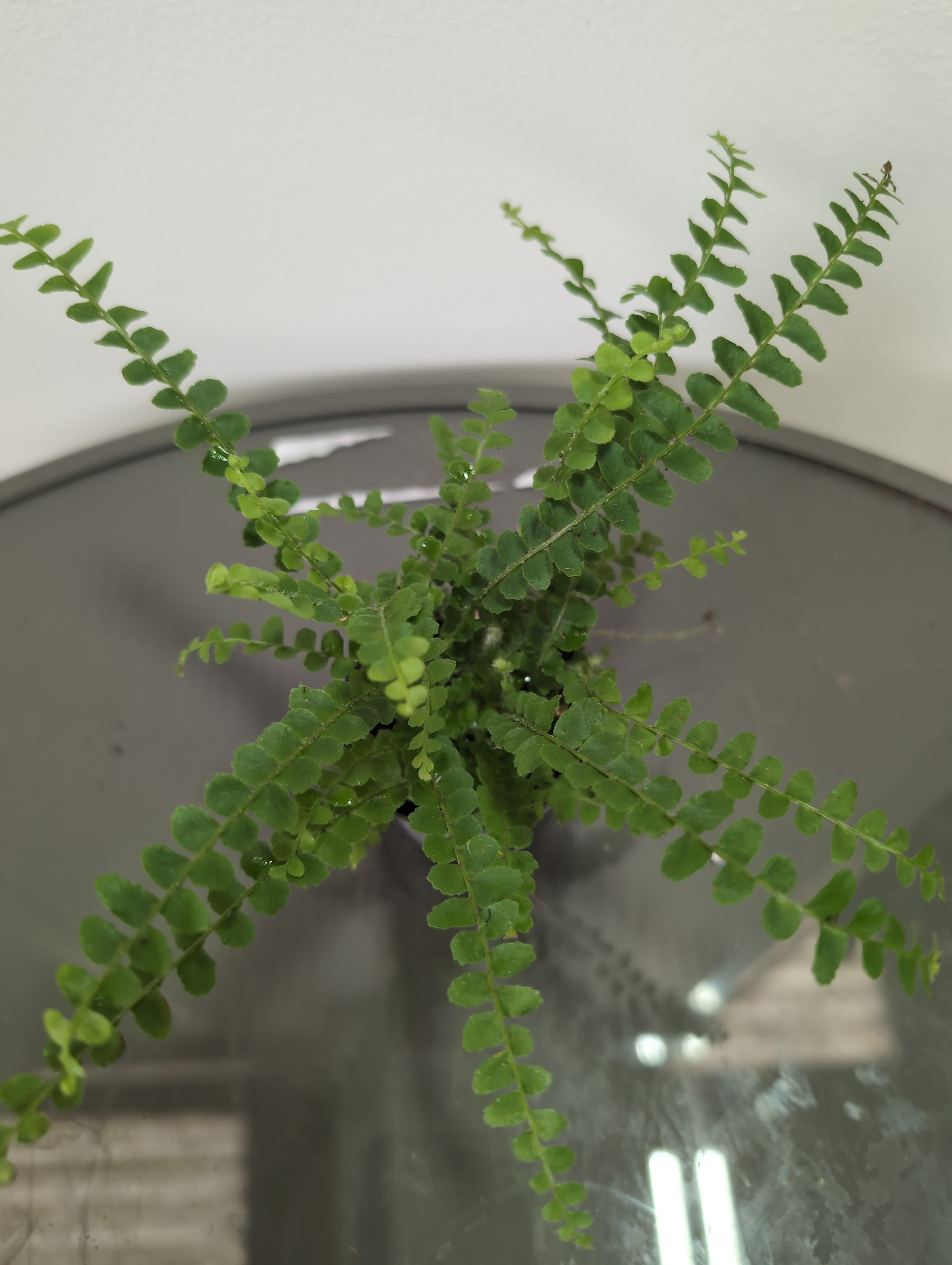 Lemon Button Fern