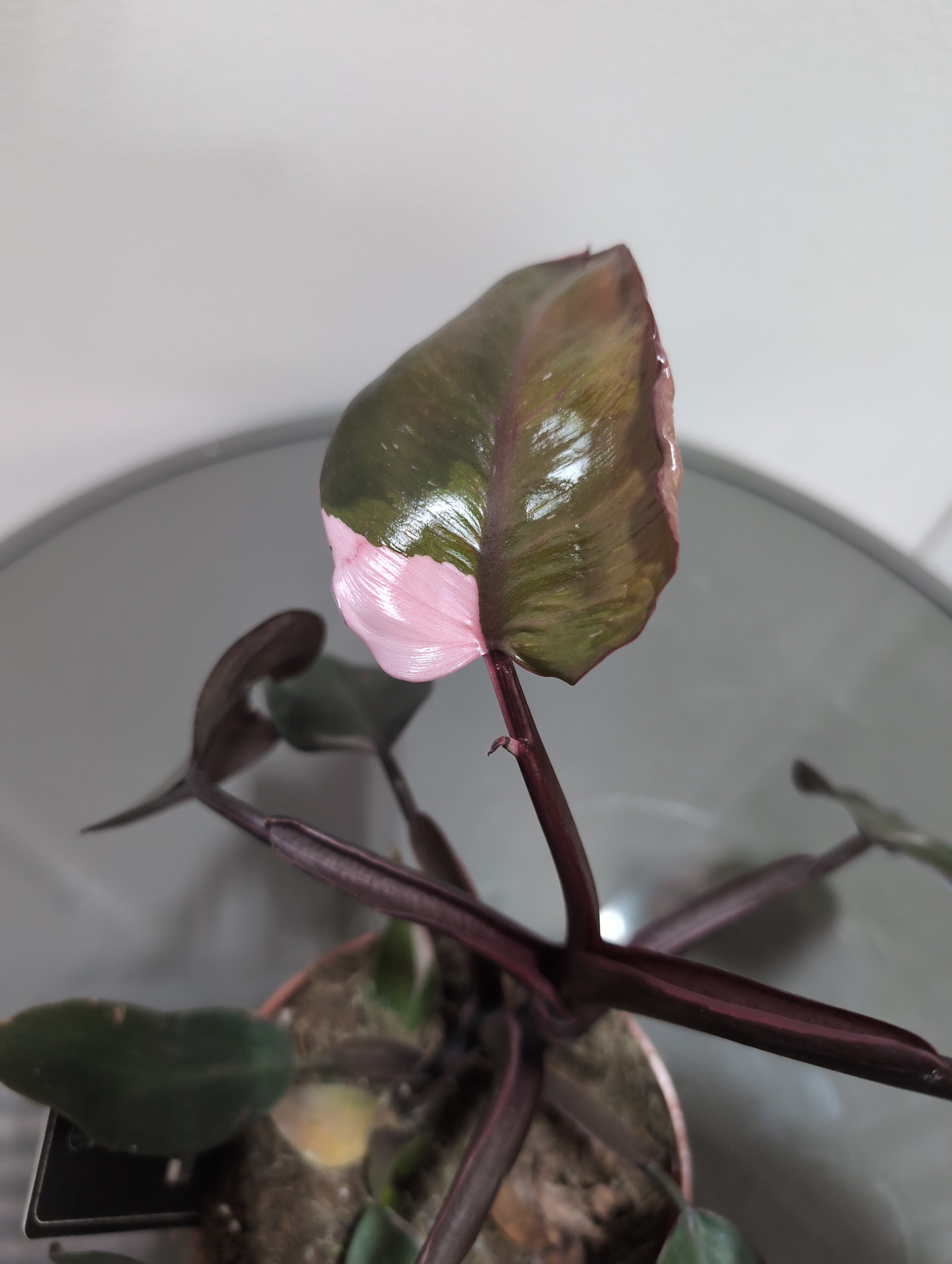 Philodendron ‘Pink Princess’ (12cm)