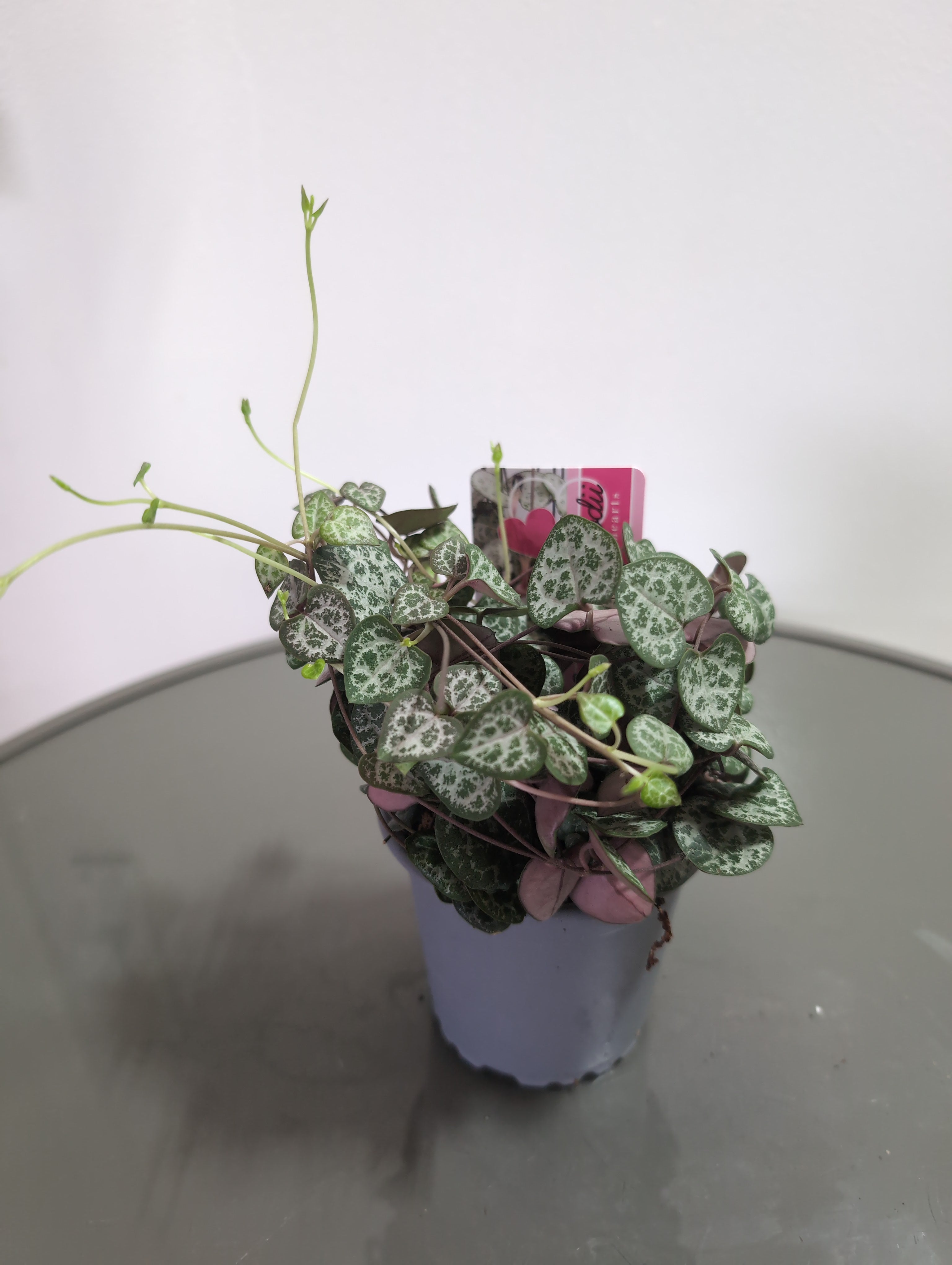 String Of Hearts | Ceropegia woodii