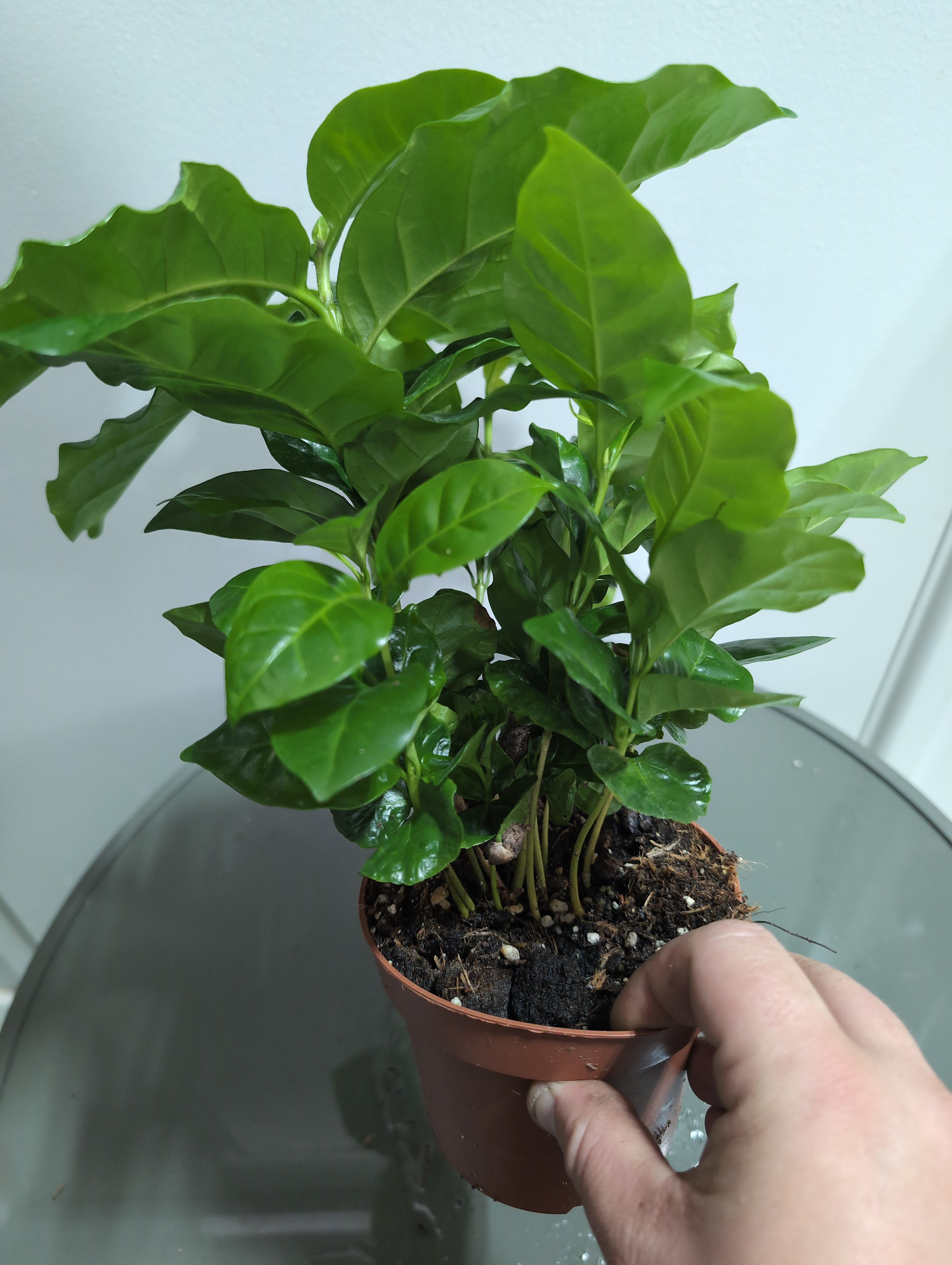 Coffea arabica | Coffee Plant