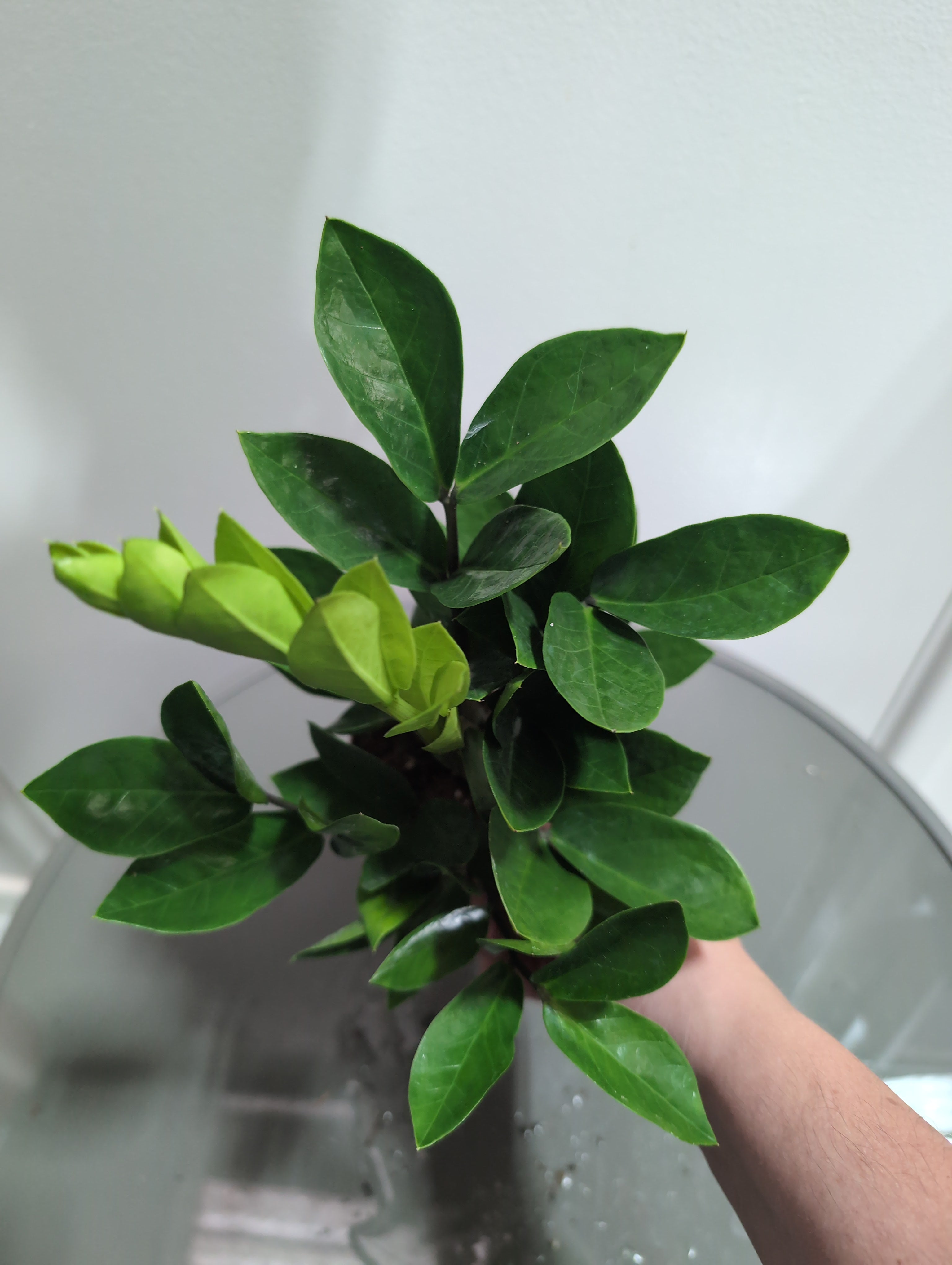 ZZ Plant | Zamioculcas Zamiifolia