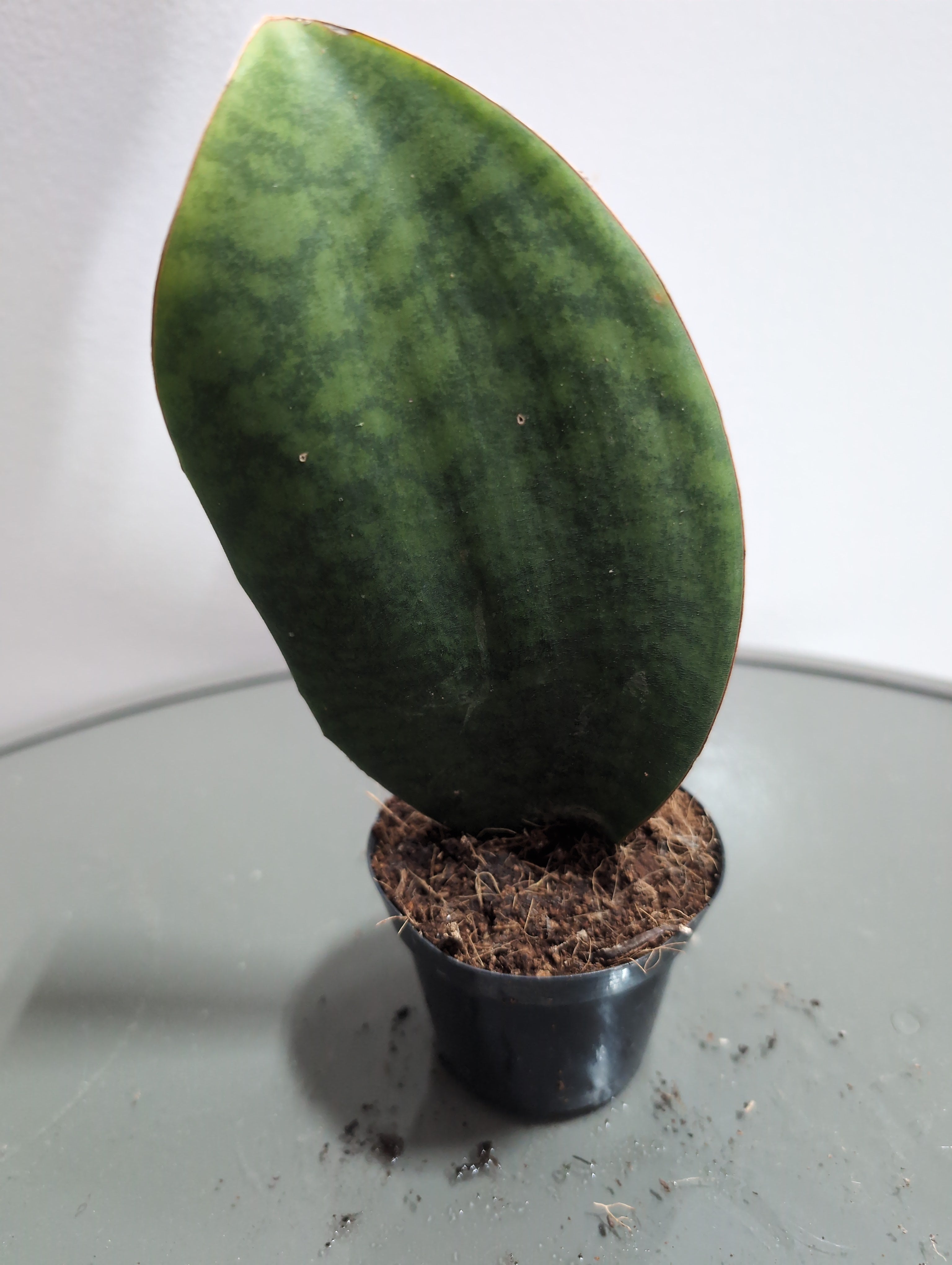 Snake Plant | Whale Fin | Sansevieria masoniana