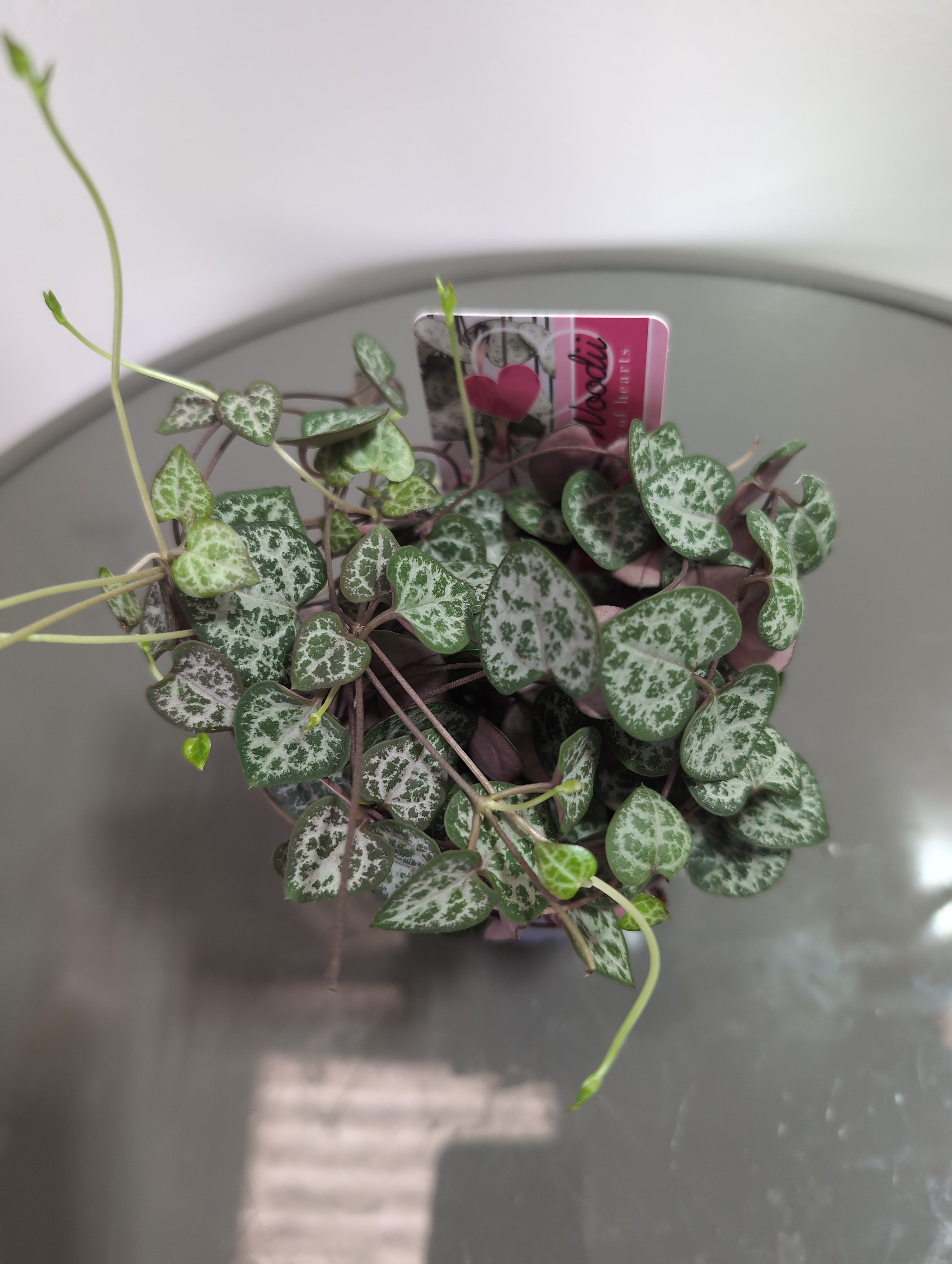 String Of Hearts | Ceropegia woodii