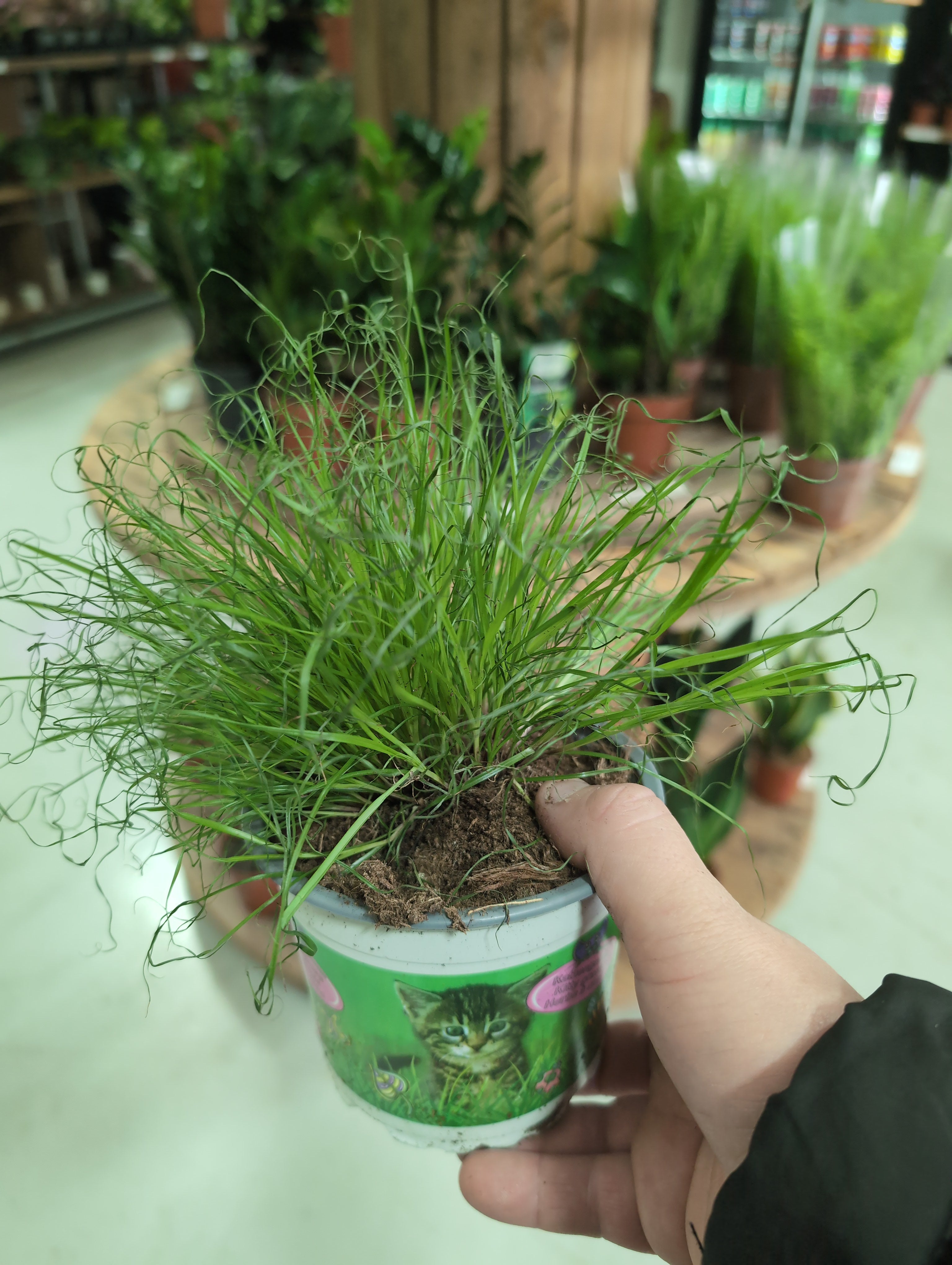 Cat Grass | Cyperus alternifolius | Zumula