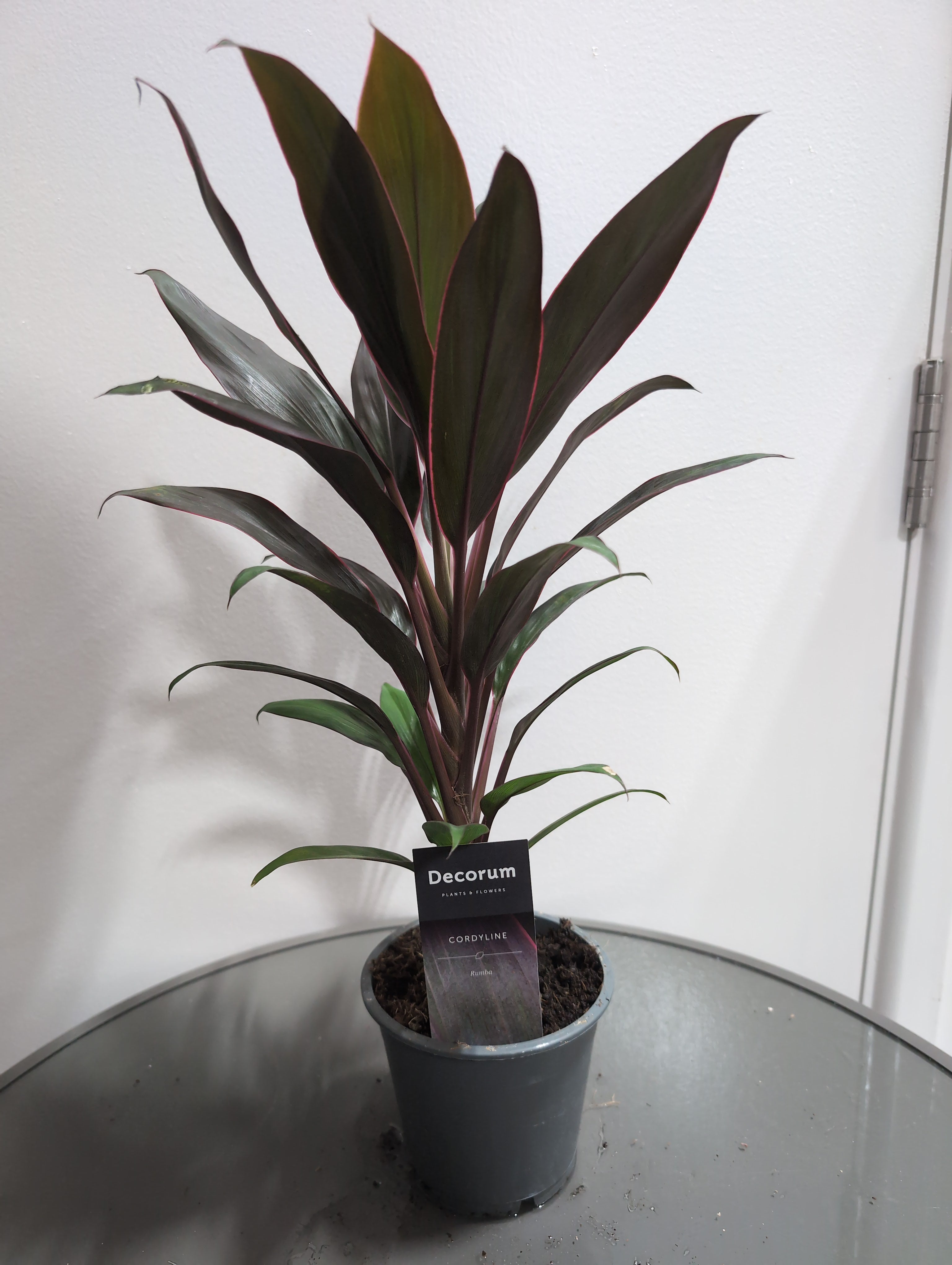 Cordyline fruticosa Mix | Ti Plant