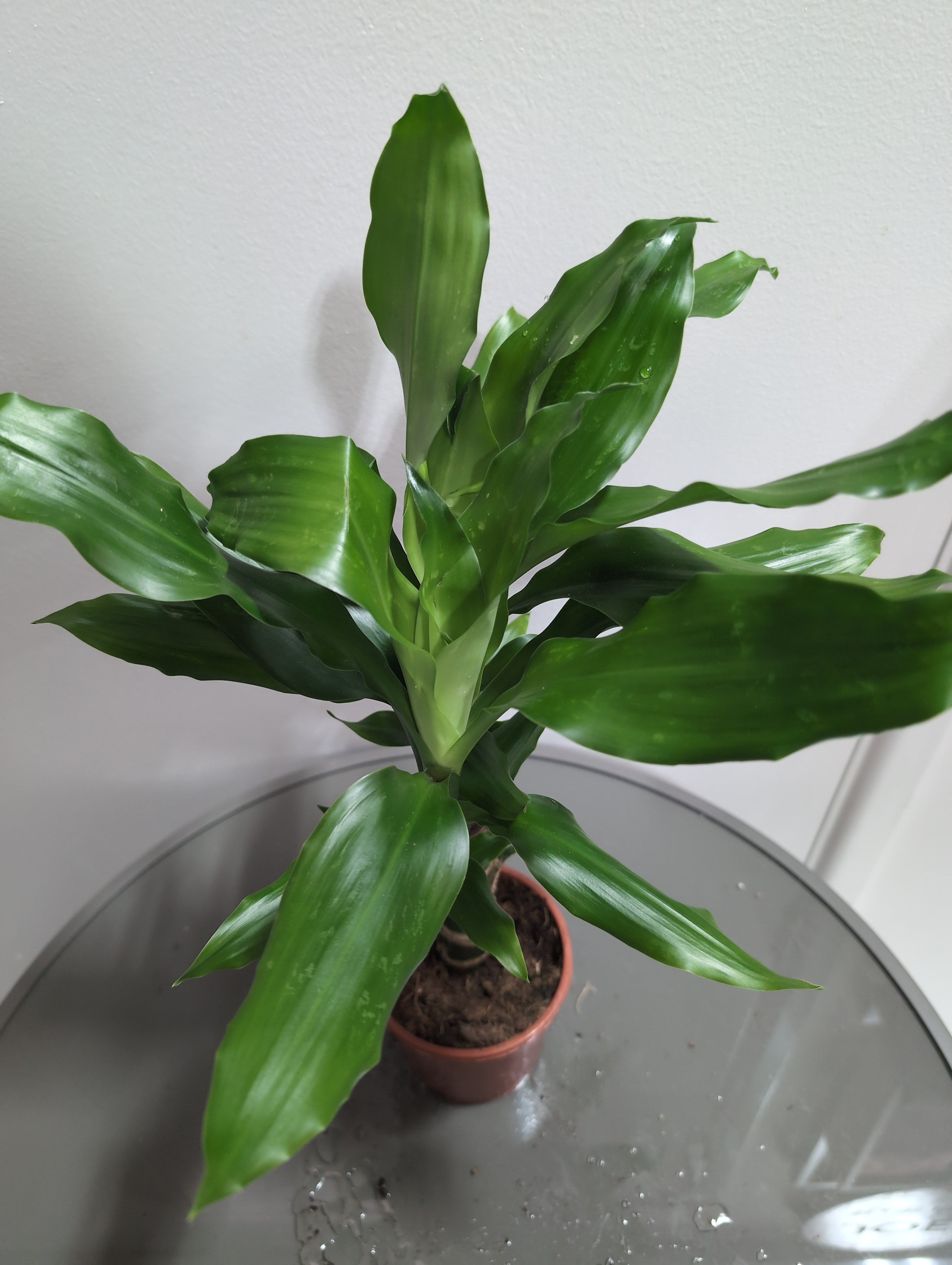 Dragon Tree | Steudneri | Dracaena Fragrans