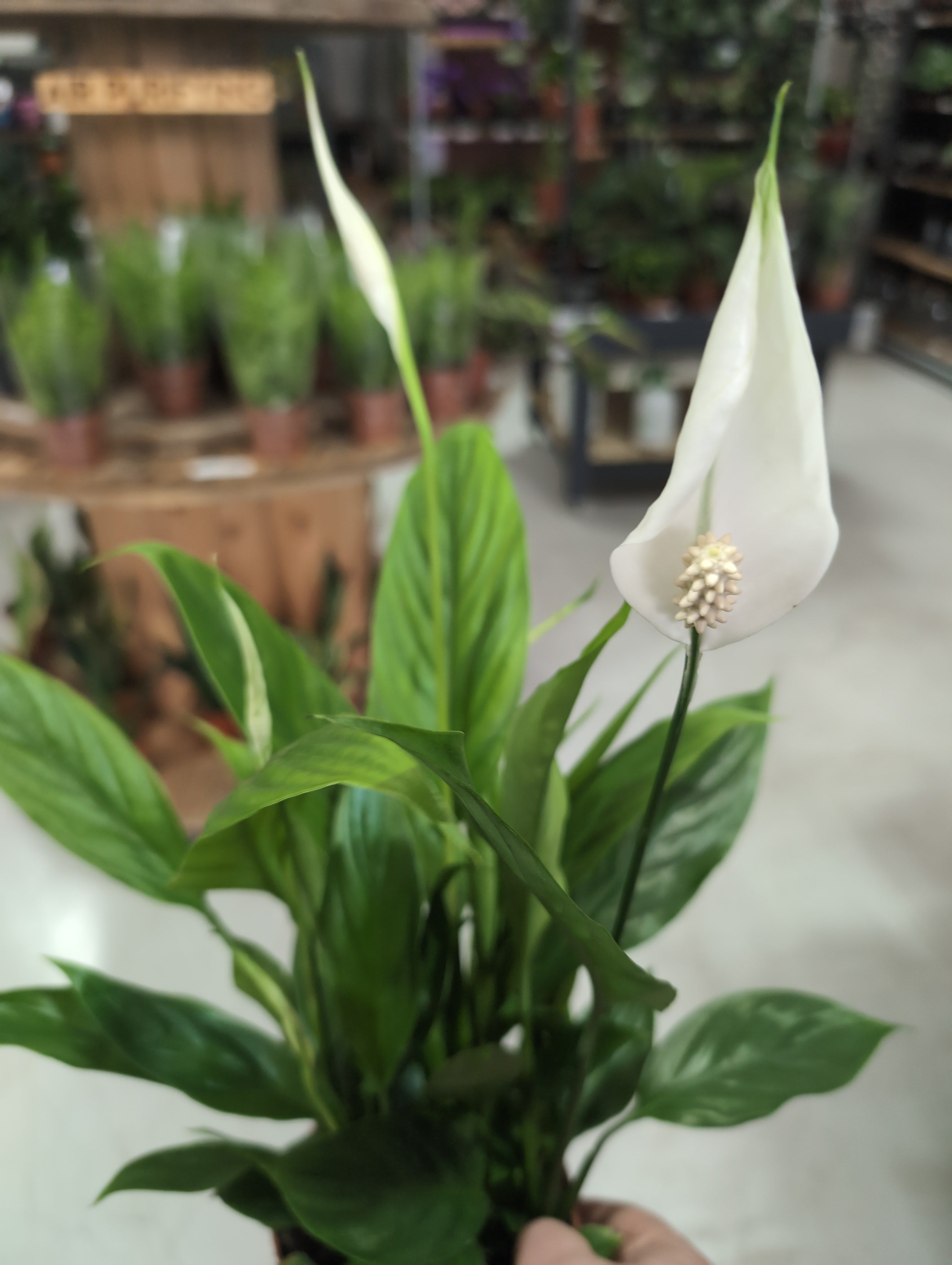 Peace Lily | Alana | Spathiphyllum