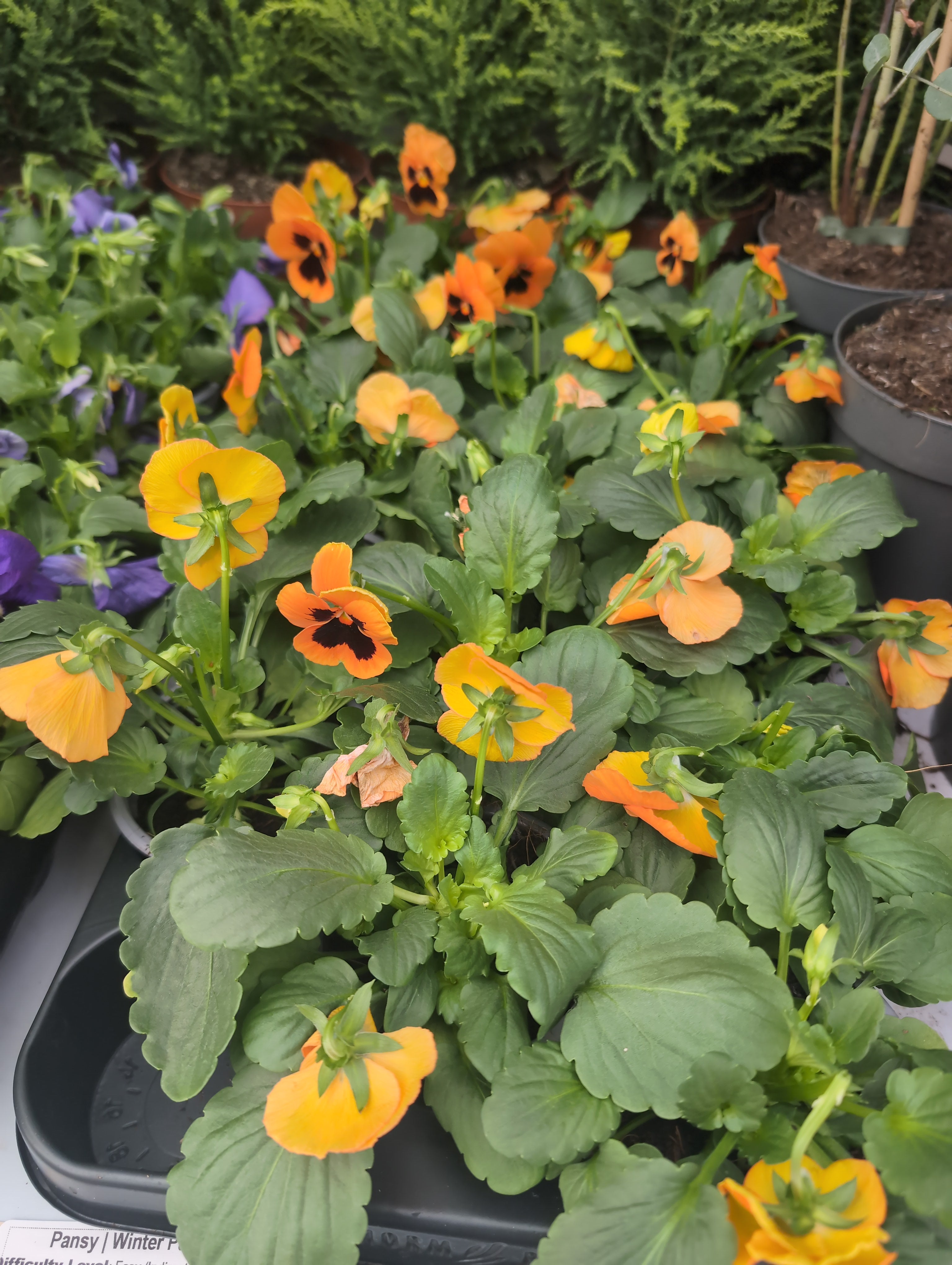 Viola | Winter Bedding Plants | Orange