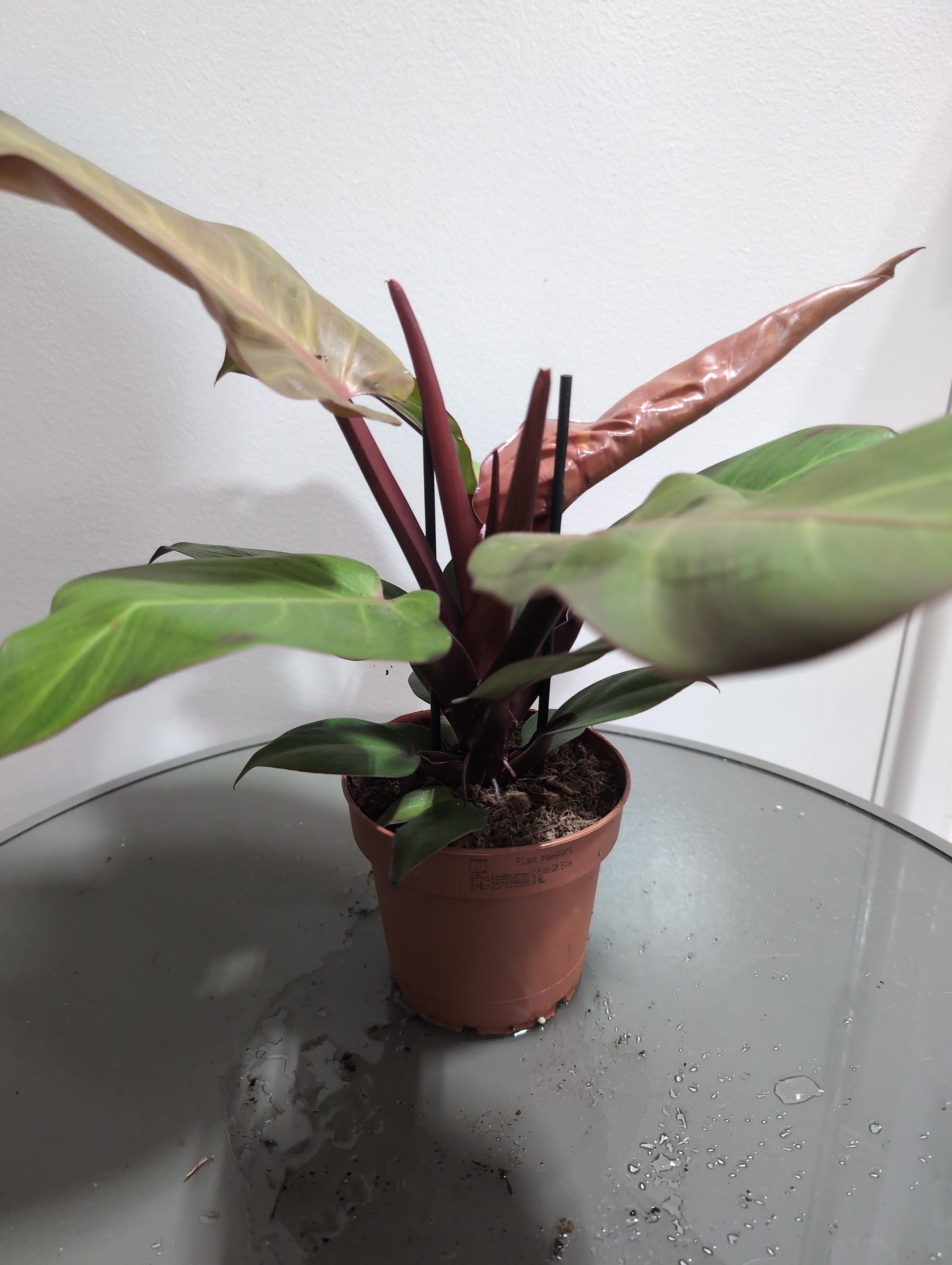 Philodendron | Sunlight
