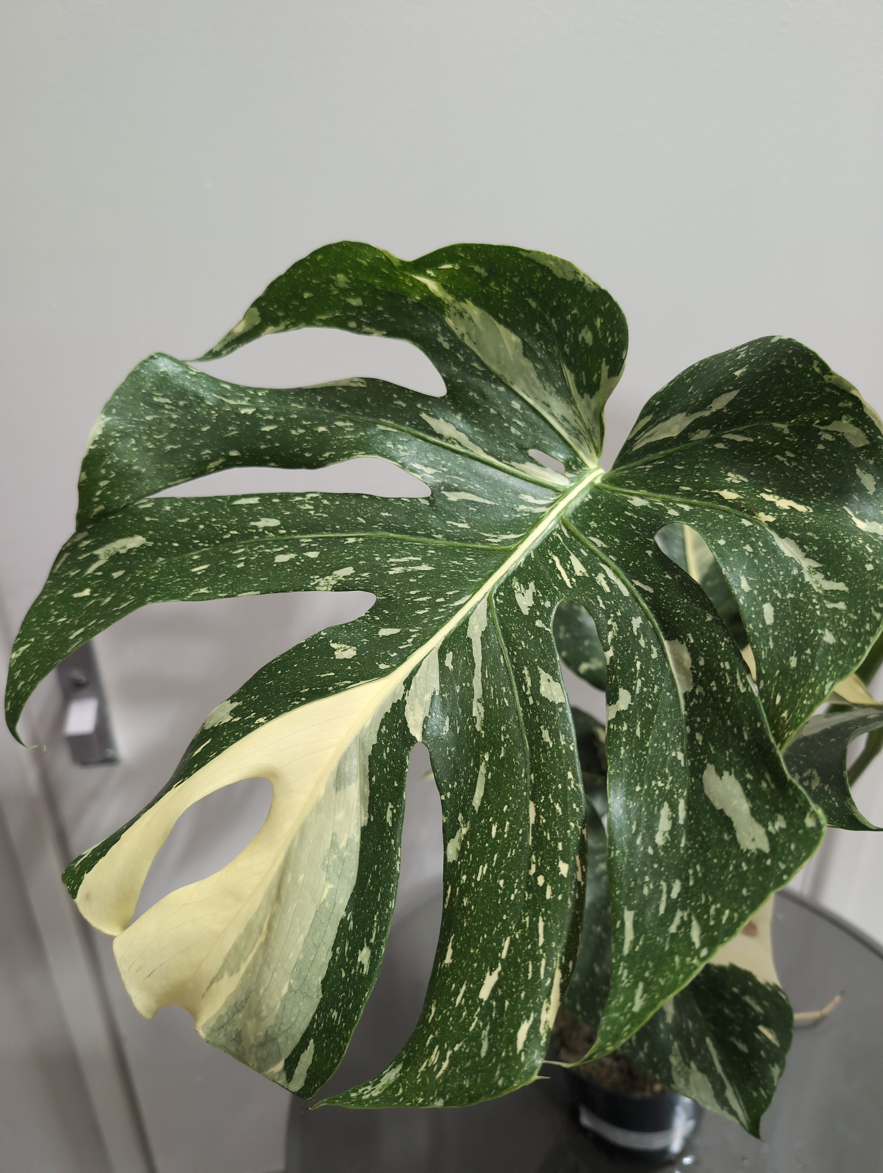 Monstera deliciosa | Thai Constellation