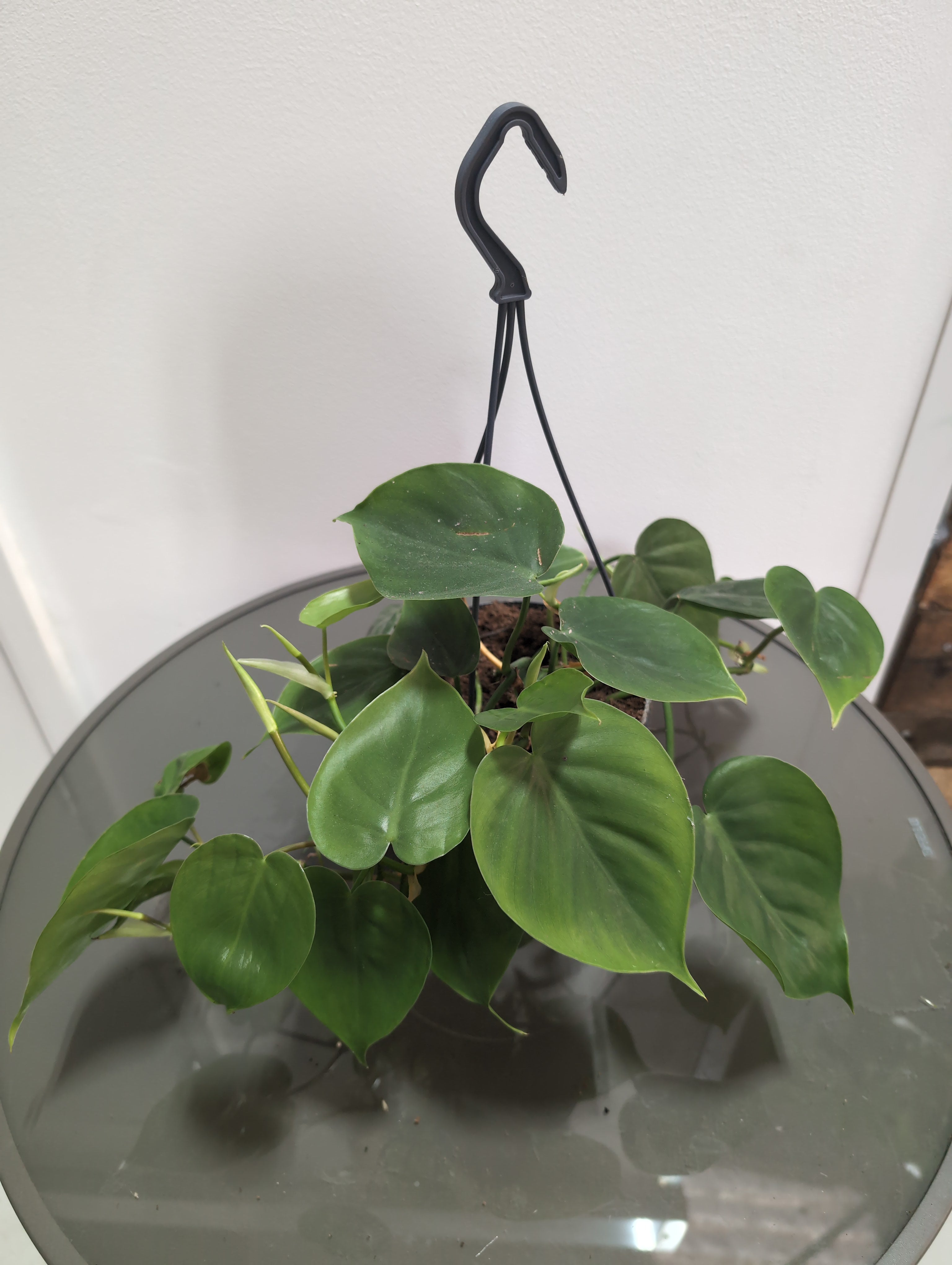 Epipremnum aureum - Golden Pothos Hanging pot
