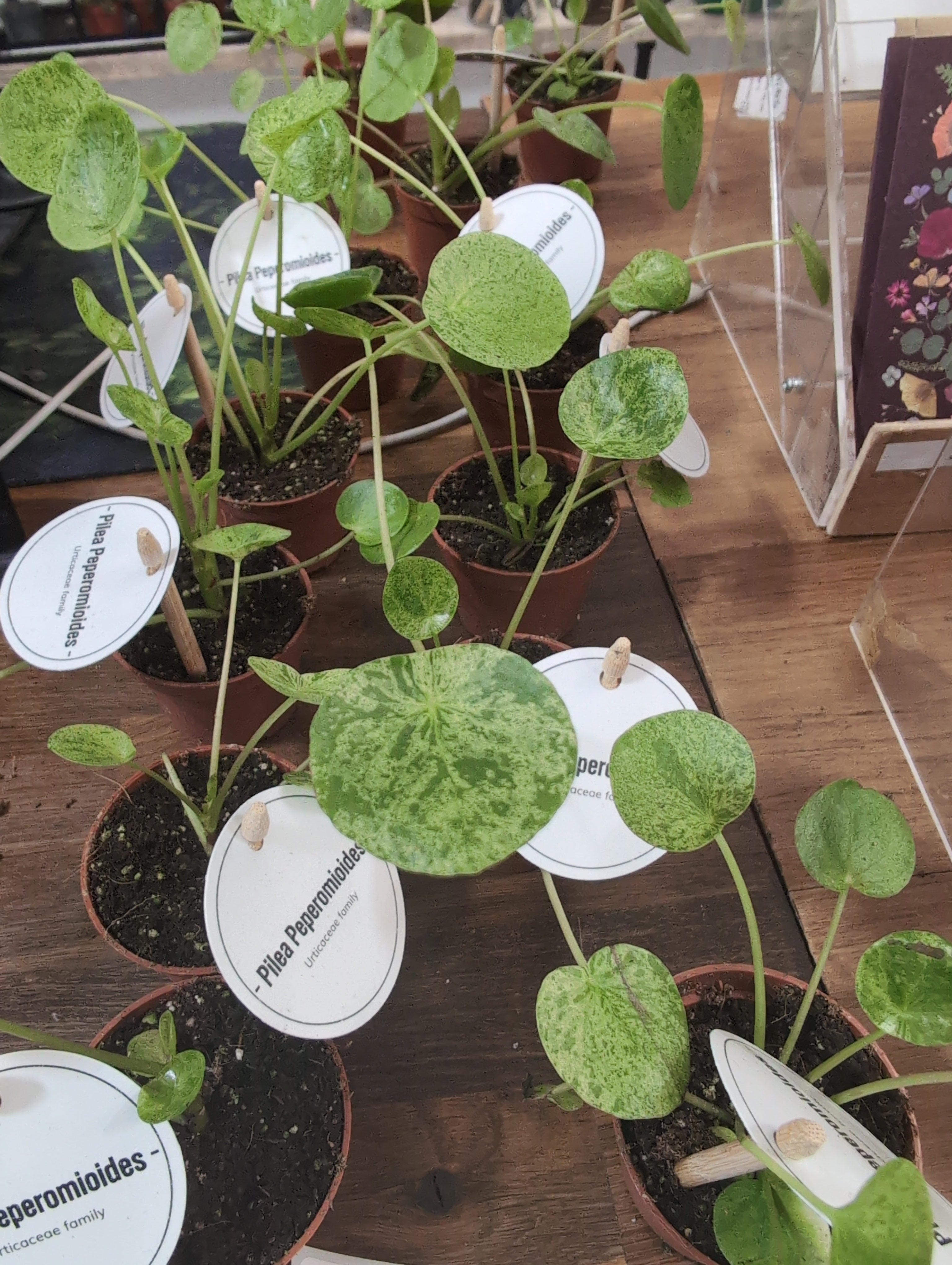 Chinese Money Plant | Mojito | Pilea peperomioides ‘Mojito