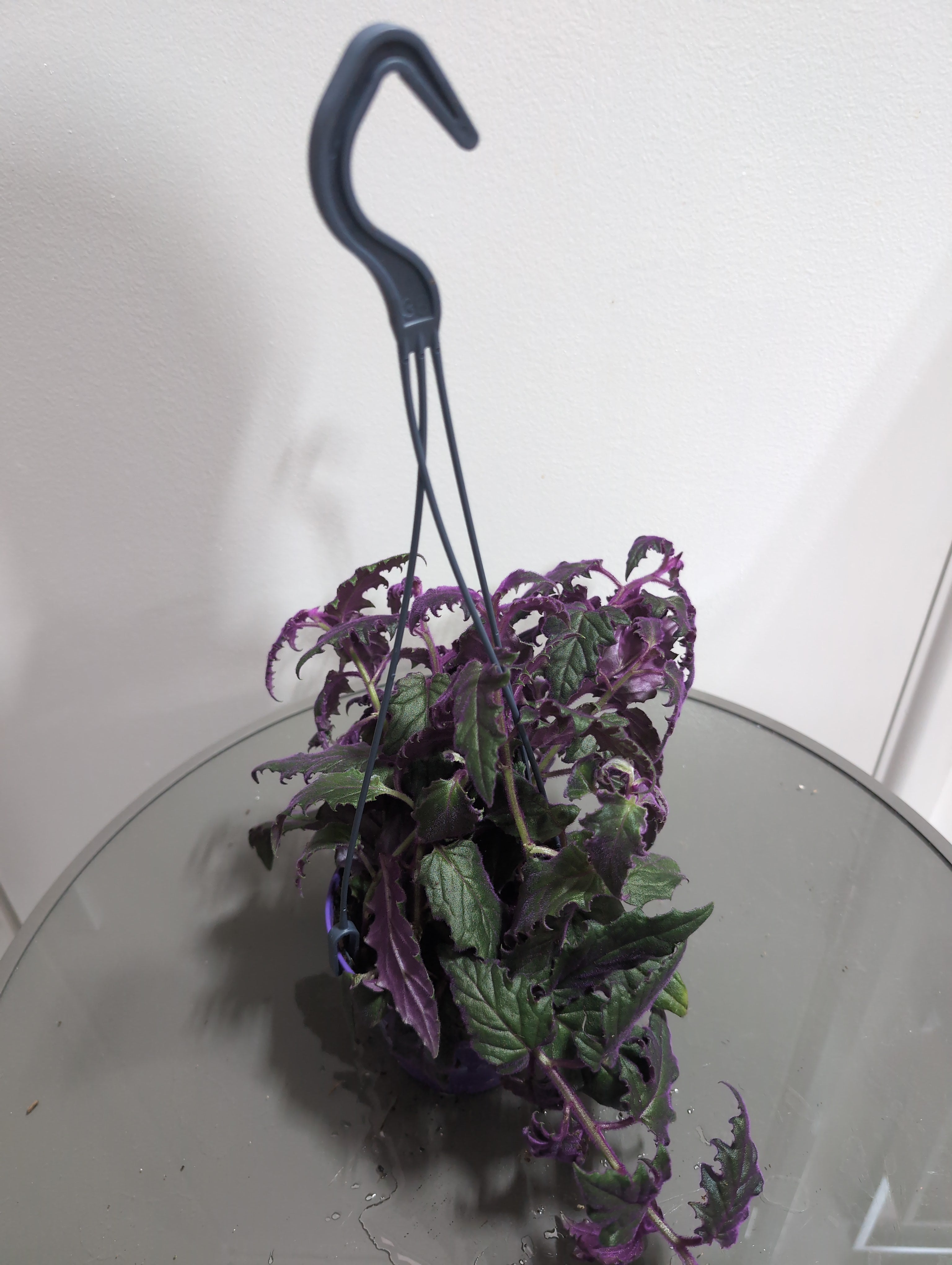 Purple Passion Plant | Gynura Aurantiaca