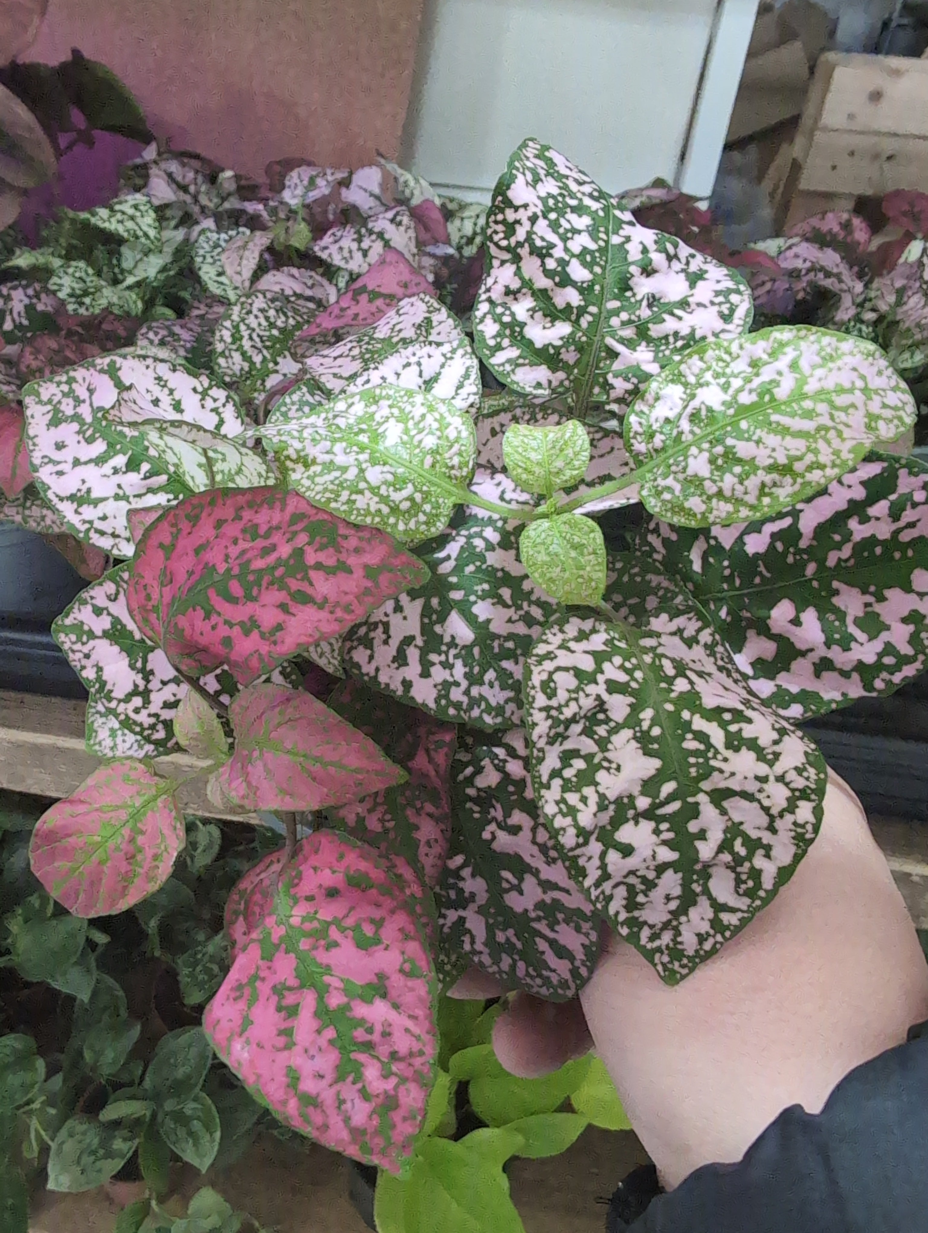 Polka Dot Plant | Hypoestes phyllostachya
