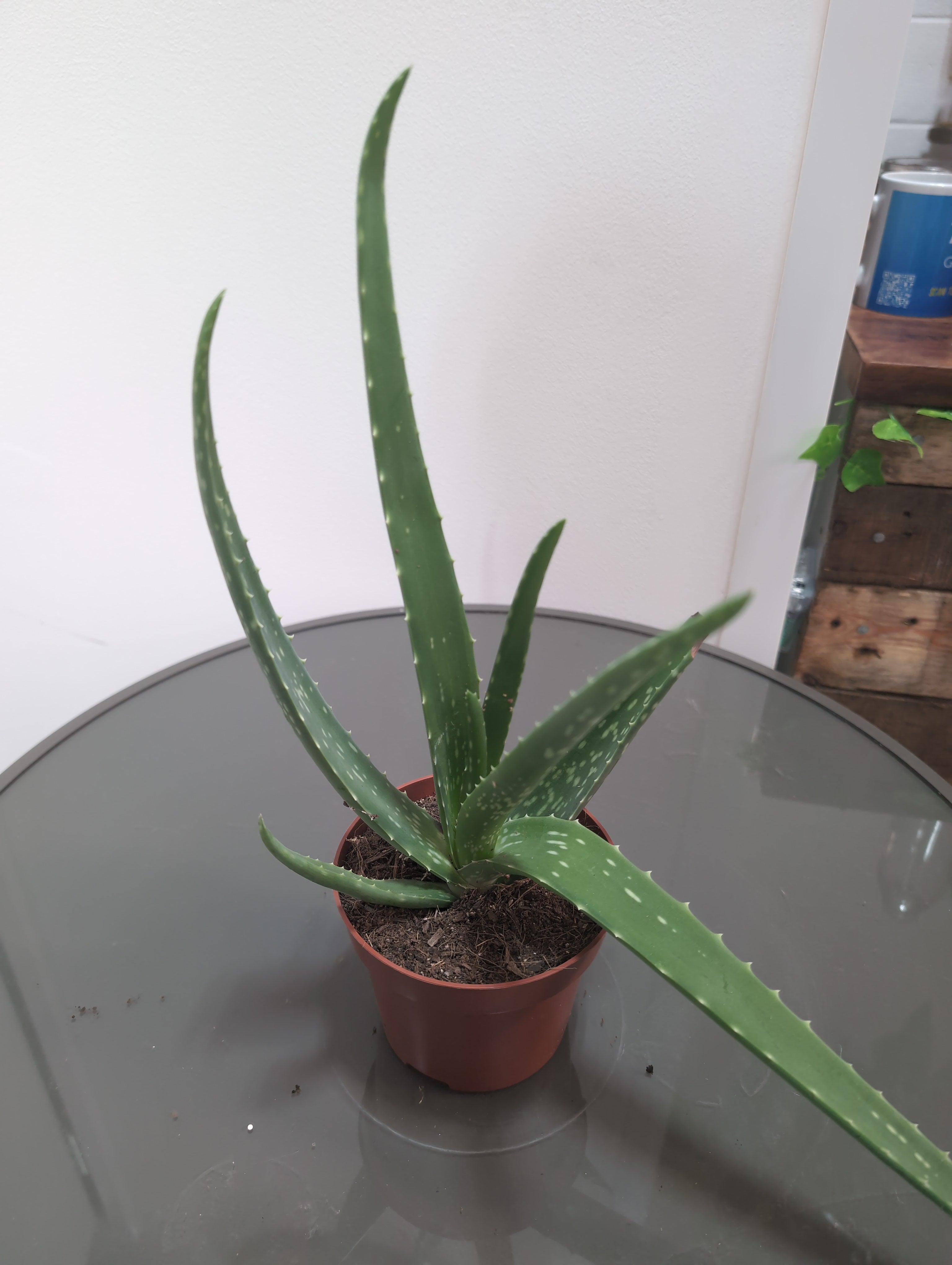 Aloe Vera