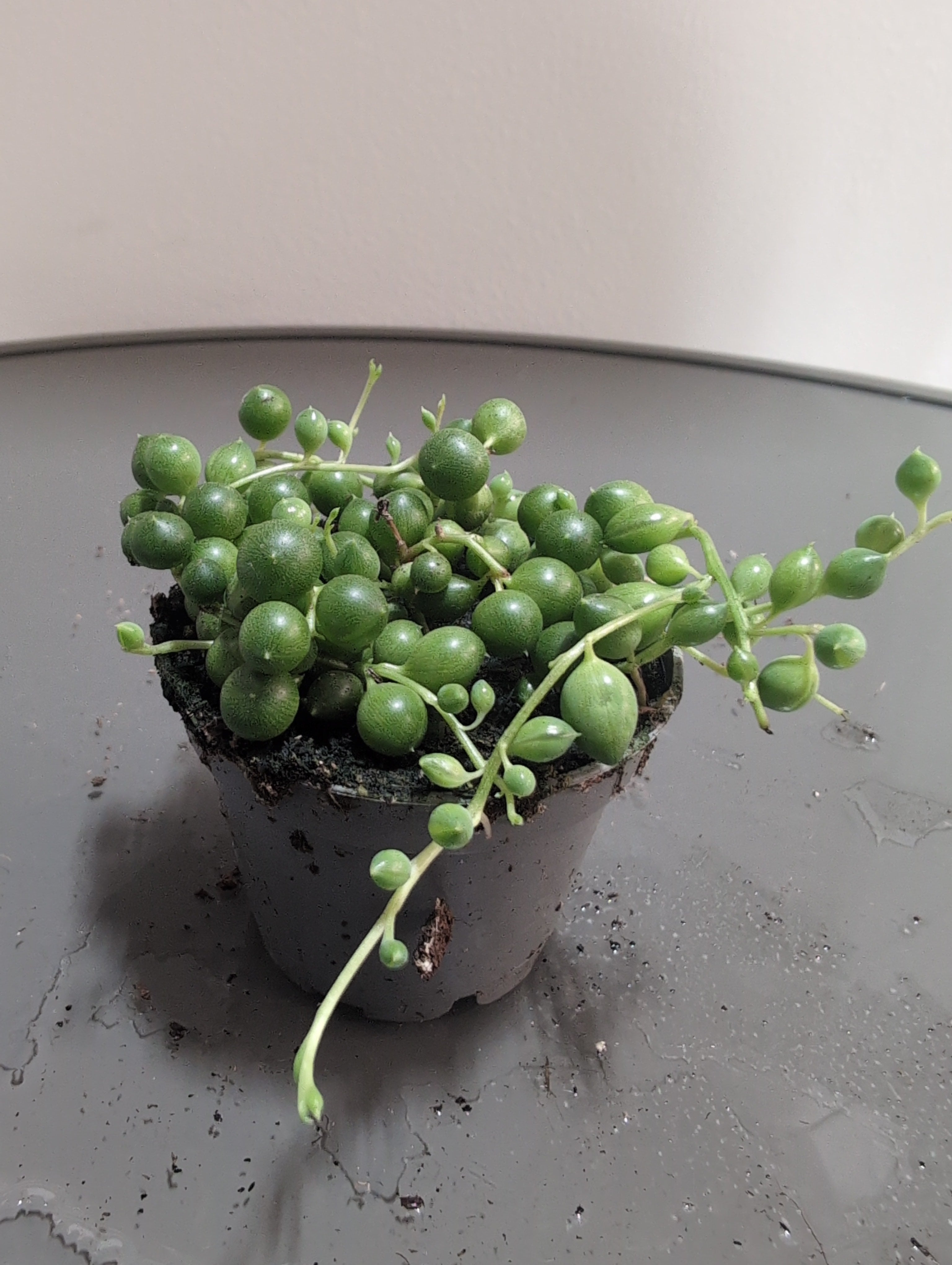 String of Pearls | Senecio rowleyanus