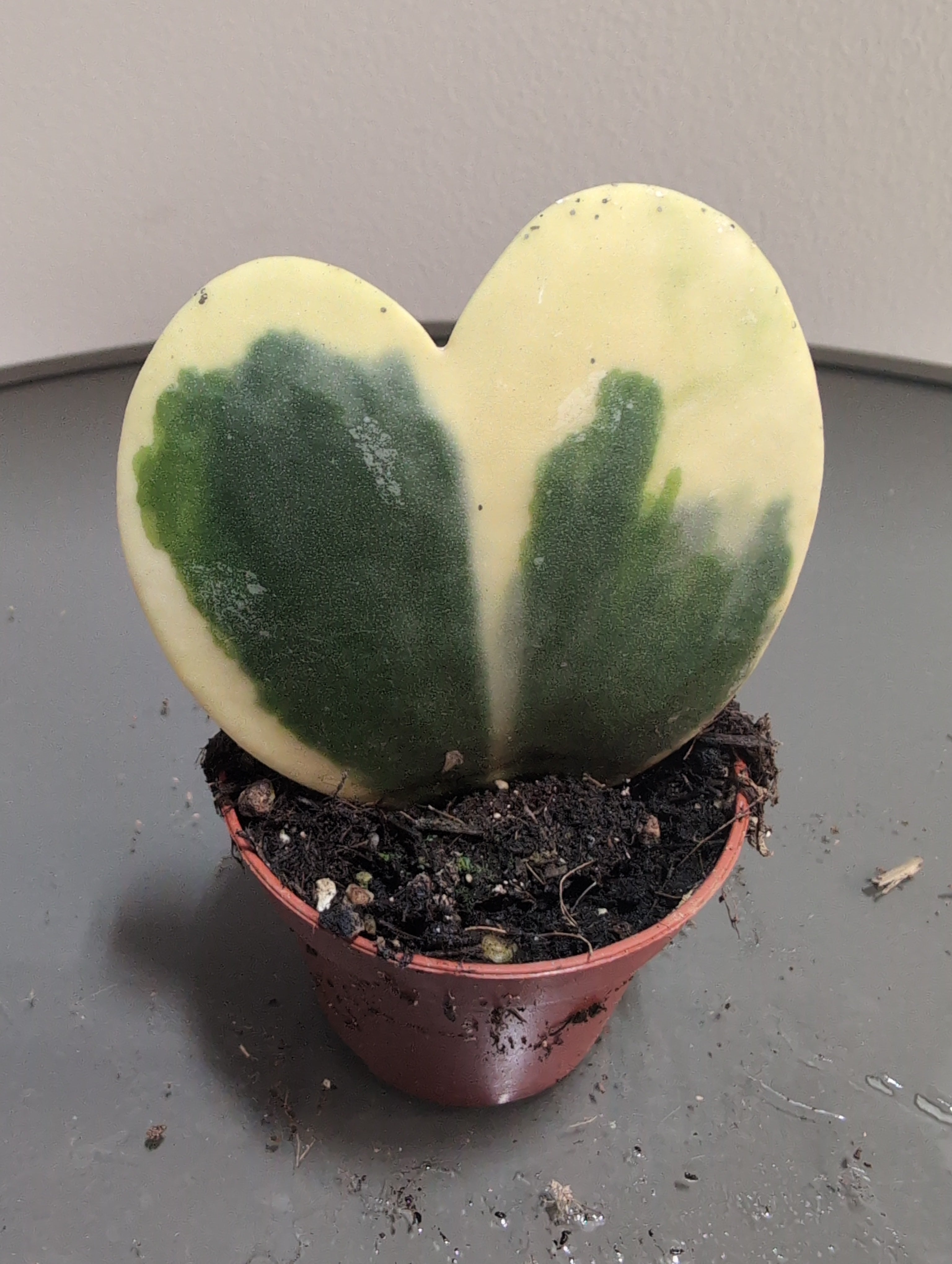 Sweetheart Hoya | Hoya kerrii 'Variegata'