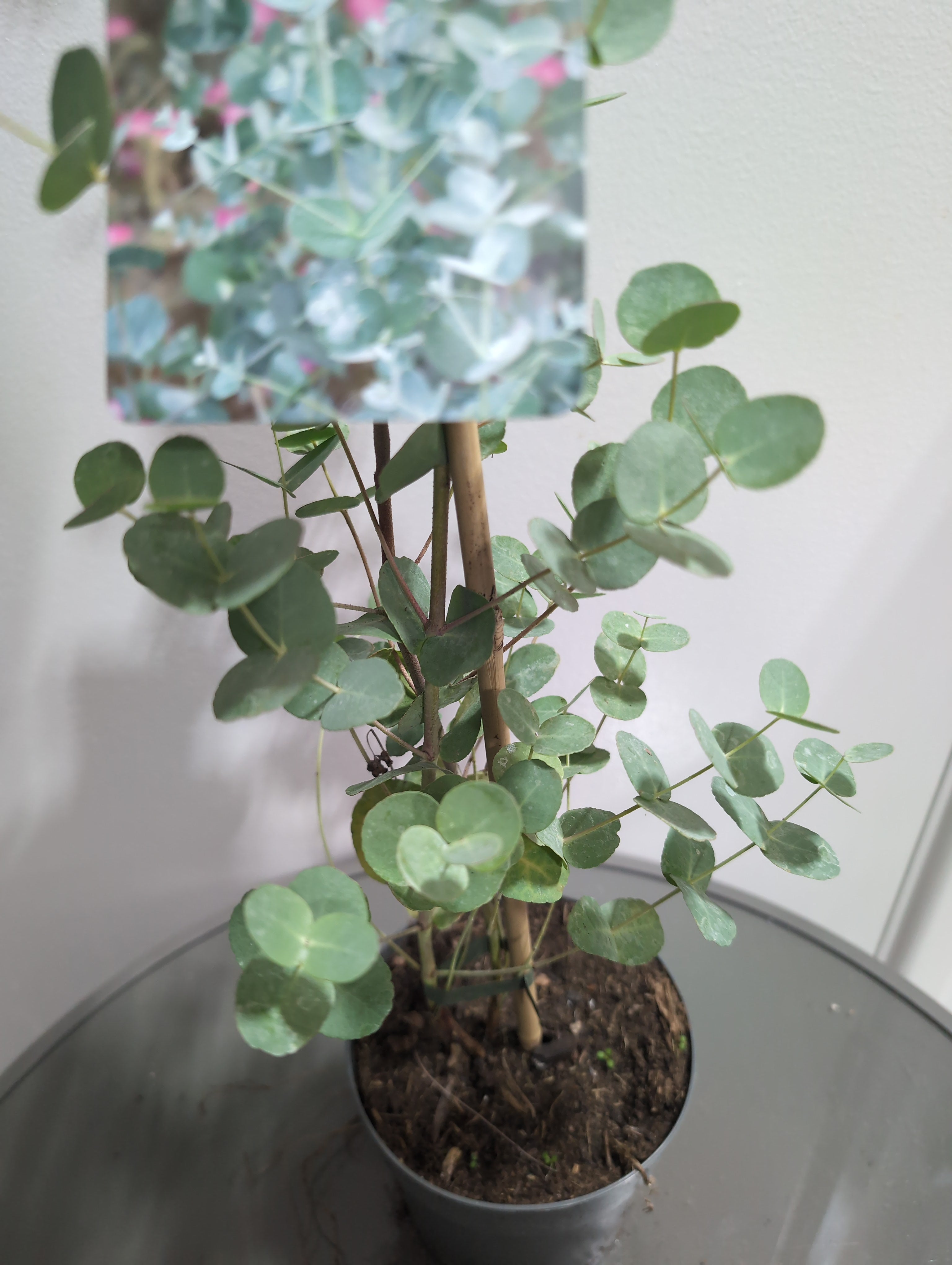 Eucalyptus | Gunnii