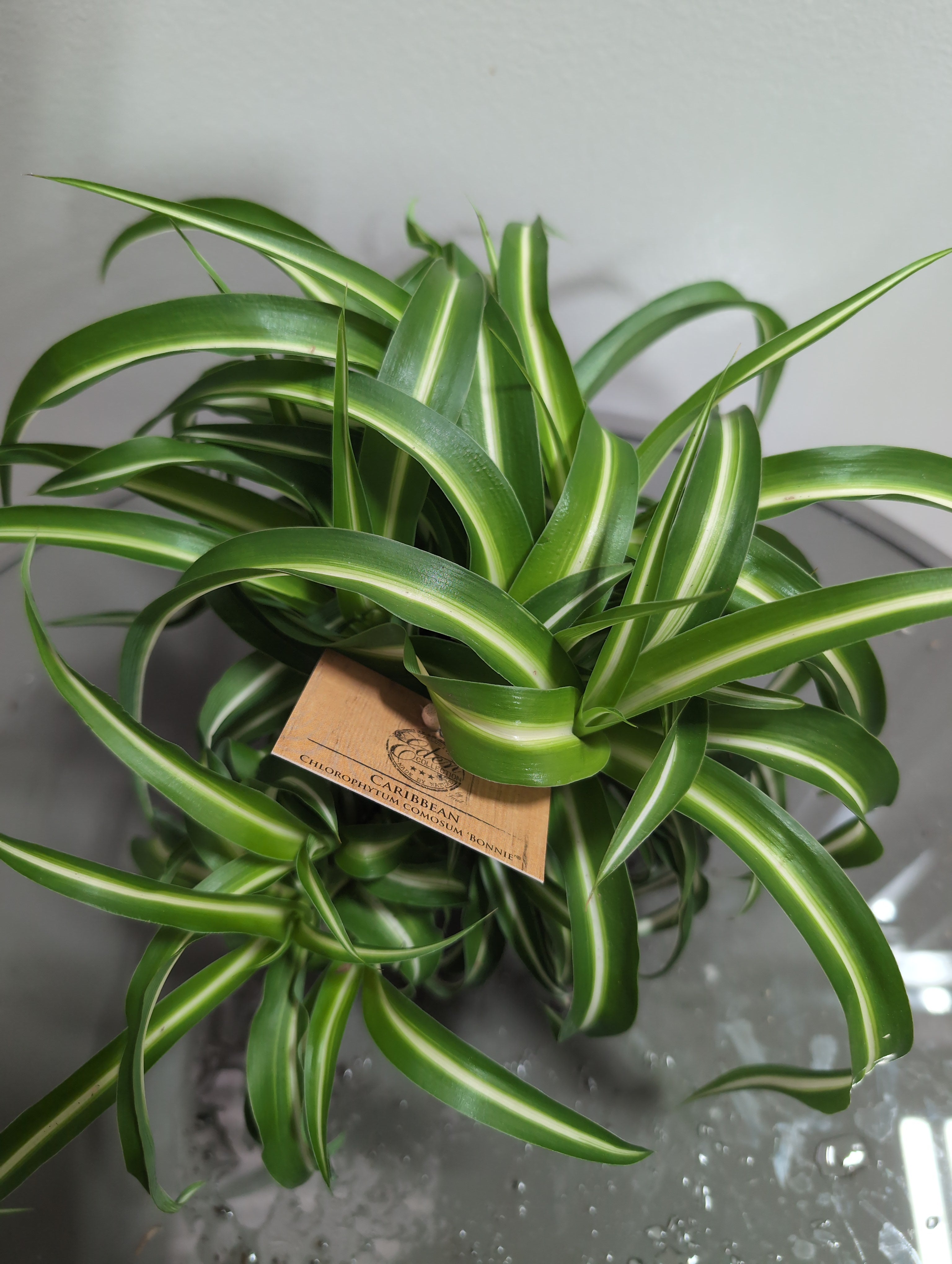 Spider Plant | Chlorophytum | Bonnie