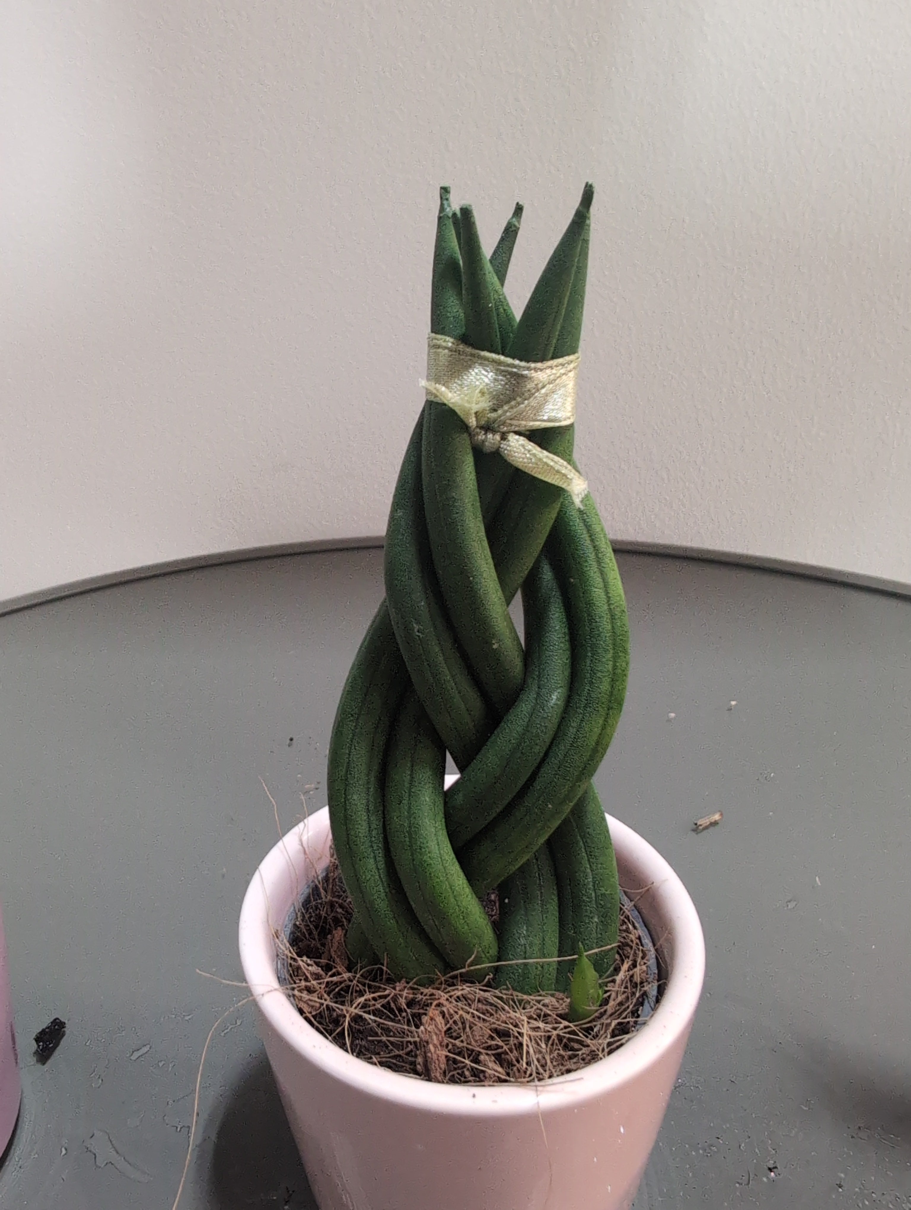 Snake Plant | Sansevieria cylindrica